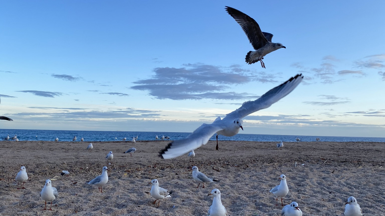 Обои Чайка, вода, физика, наука, птица в разрешении 1280x720