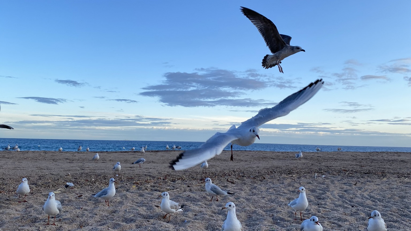 Обои Чайка, вода, физика, наука, птица в разрешении 1366x768