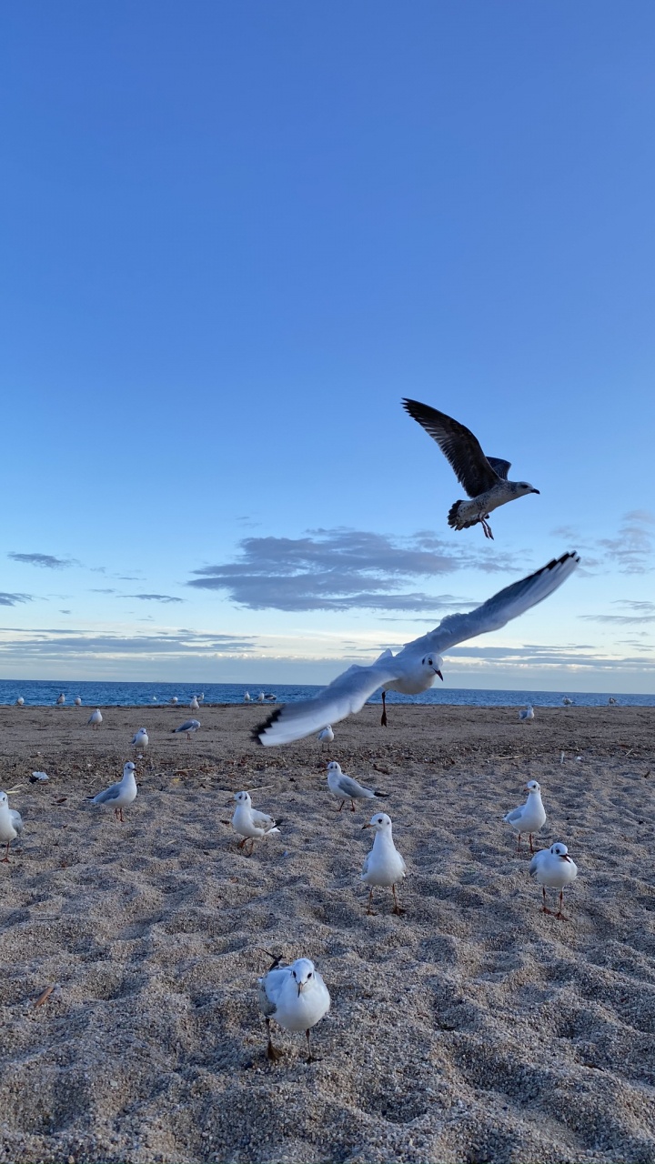 Обои Чайка, вода, физика, наука, птица в разрешении 720x1280