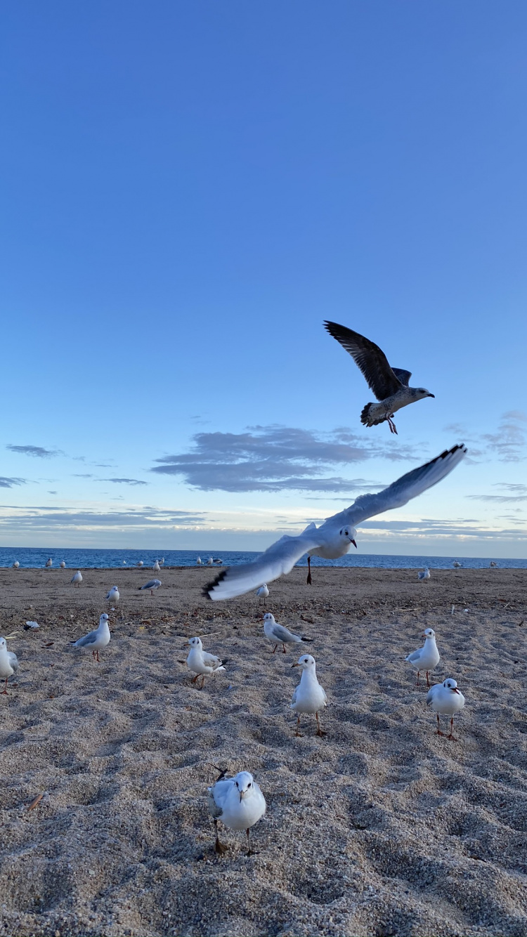 Обои Чайка, вода, физика, наука, птица в разрешении 750x1334