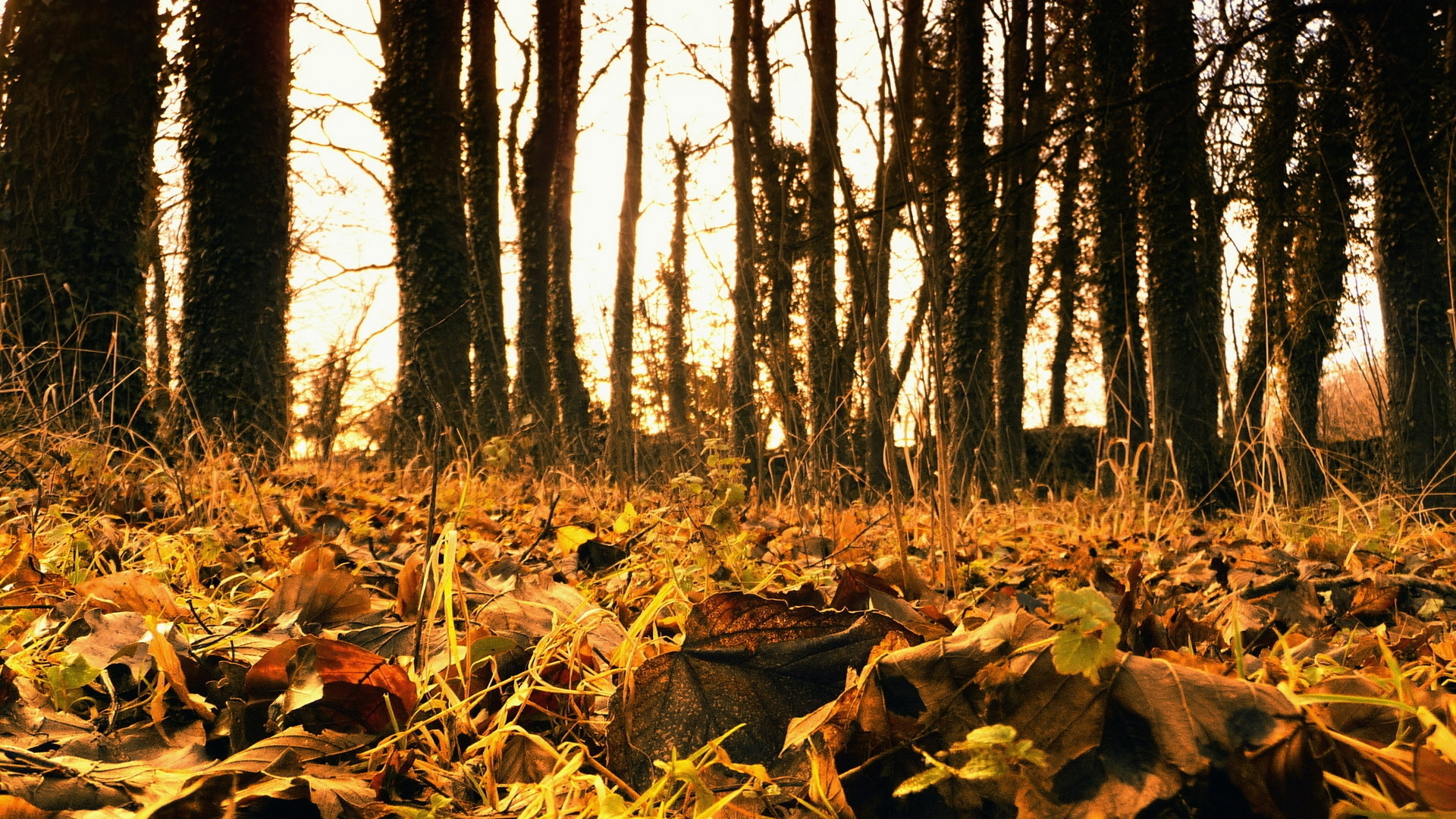 Обои дерево, природа, лес, лесистая местность, листопадные в разрешении 1920x1080