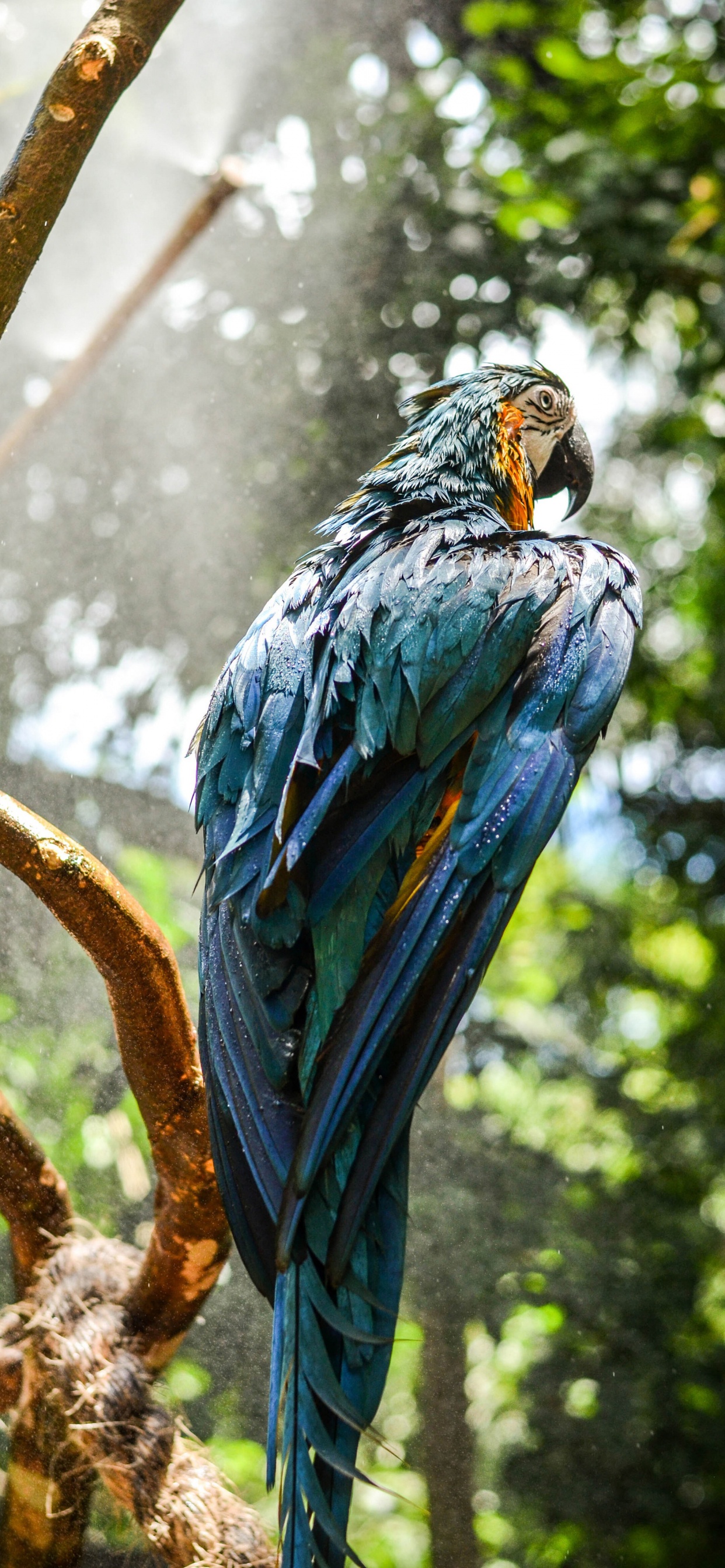 Обои гиацинтовый Ара, синий и желтый Ара, Ара, птица, растение в разрешении 1242x2688