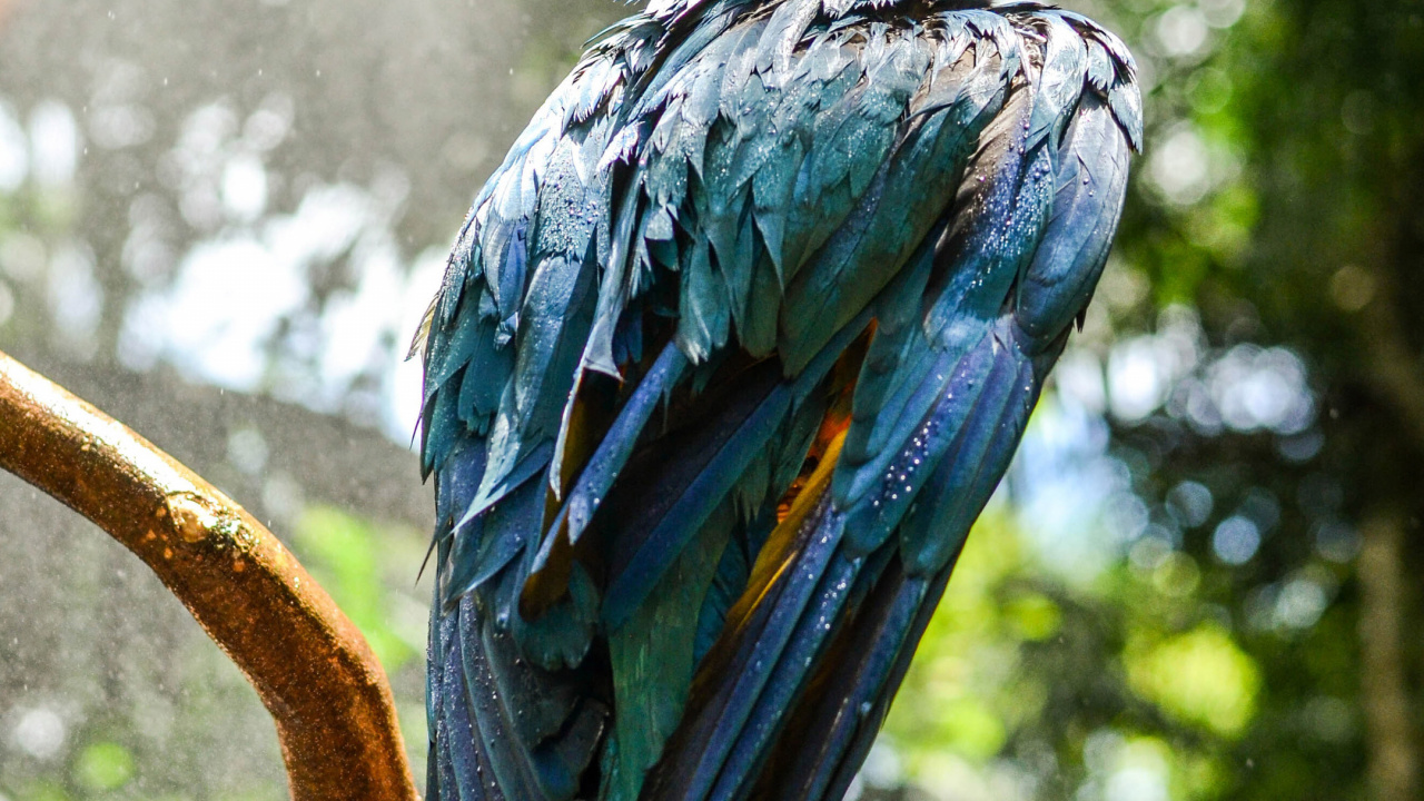 Обои гиацинтовый Ара, синий и желтый Ара, Ара, птица, растение в разрешении 1280x720