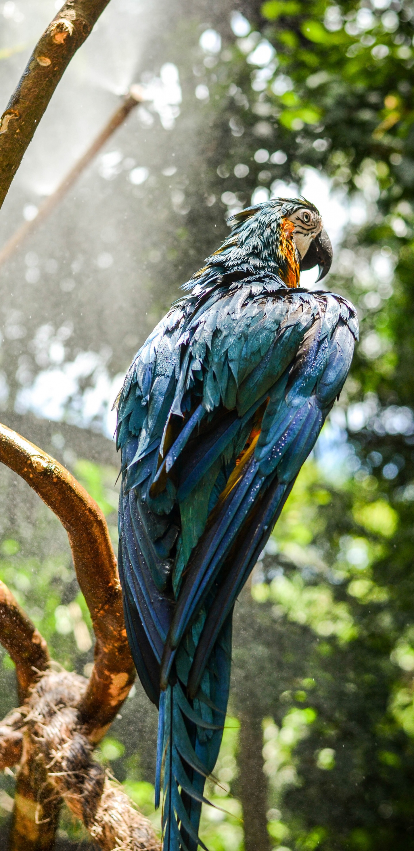 Обои гиацинтовый Ара, синий и желтый Ара, Ара, птица, растение в разрешении 1440x2960