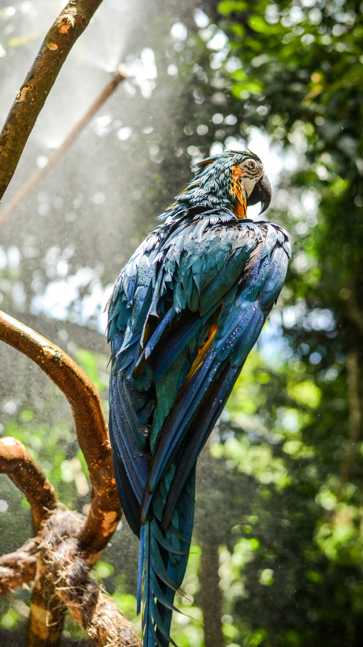 Обои гиацинтовый Ара, синий и желтый Ара, Ара, птица, растение в разрешении 750x1334