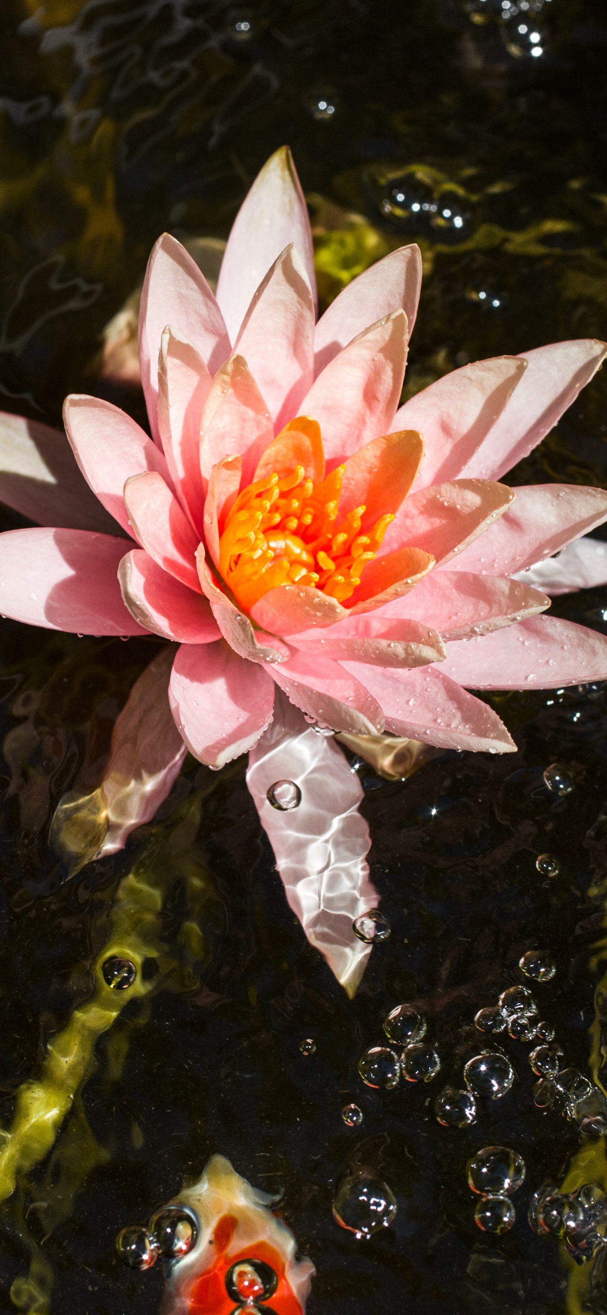Обои вода, цветковое растение, Лилия, ароматные белые водяные лилии, водное растение в разрешении 1242x2688
