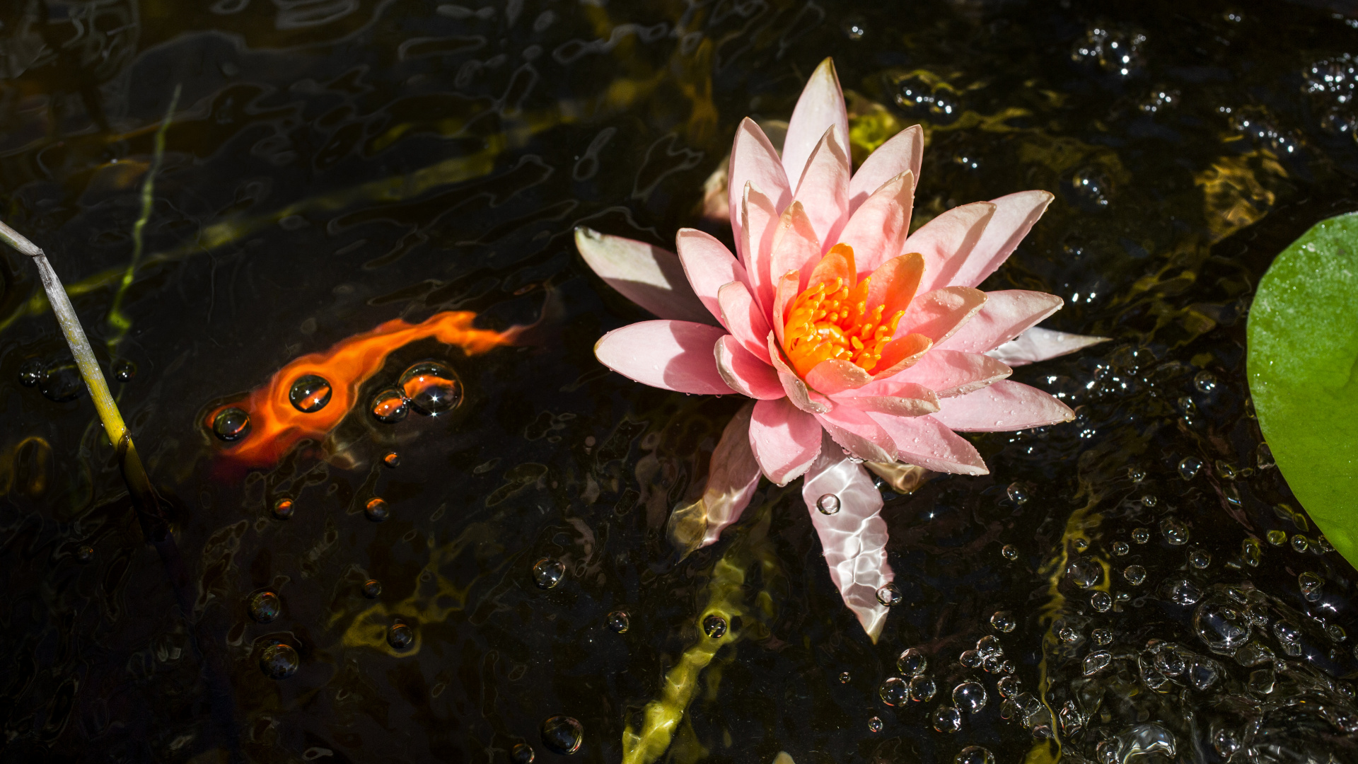 Обои вода, цветковое растение, Лилия, ароматные белые водяные лилии, водное растение в разрешении 1920x1080