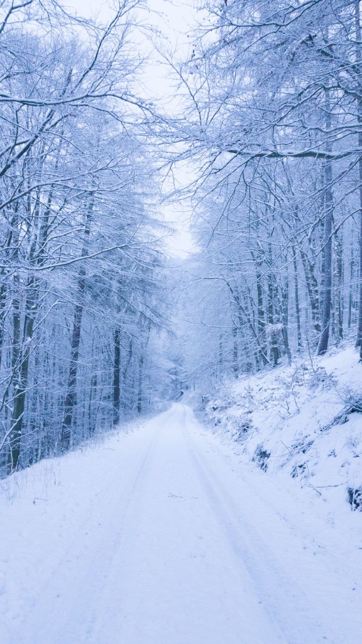 Обои снег, снег дорога, зима, дерево, природа в разрешении 720x1280