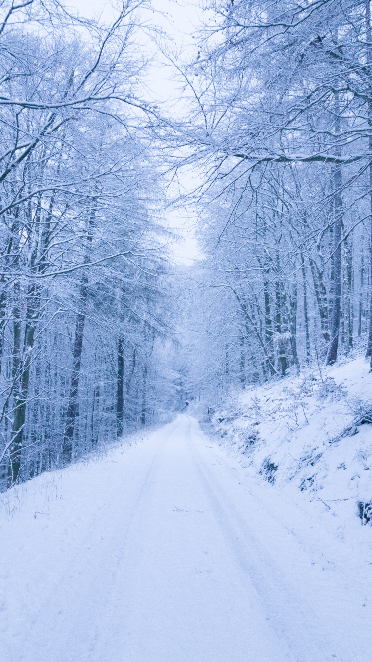 Обои снег, снег дорога, зима, дерево, природа в разрешении 750x1334