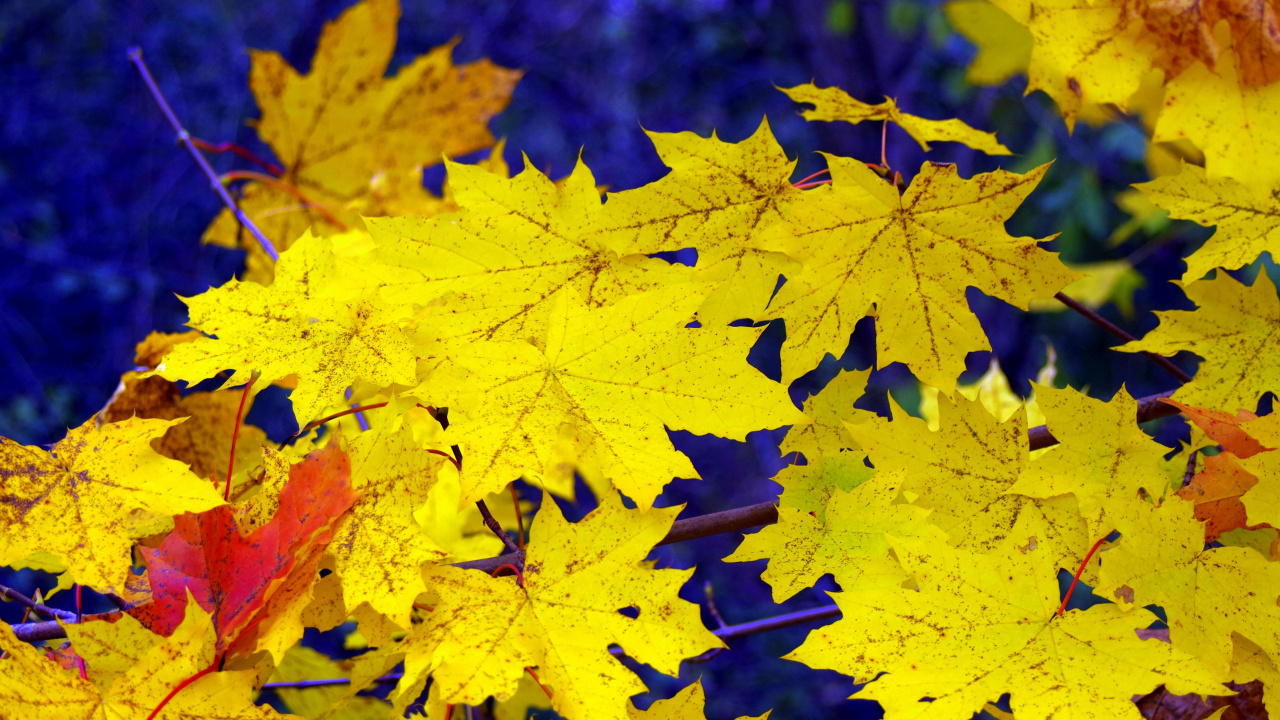 Обои лист, дерево, желтый, кленовый лист, листопадные в разрешении 1280x720