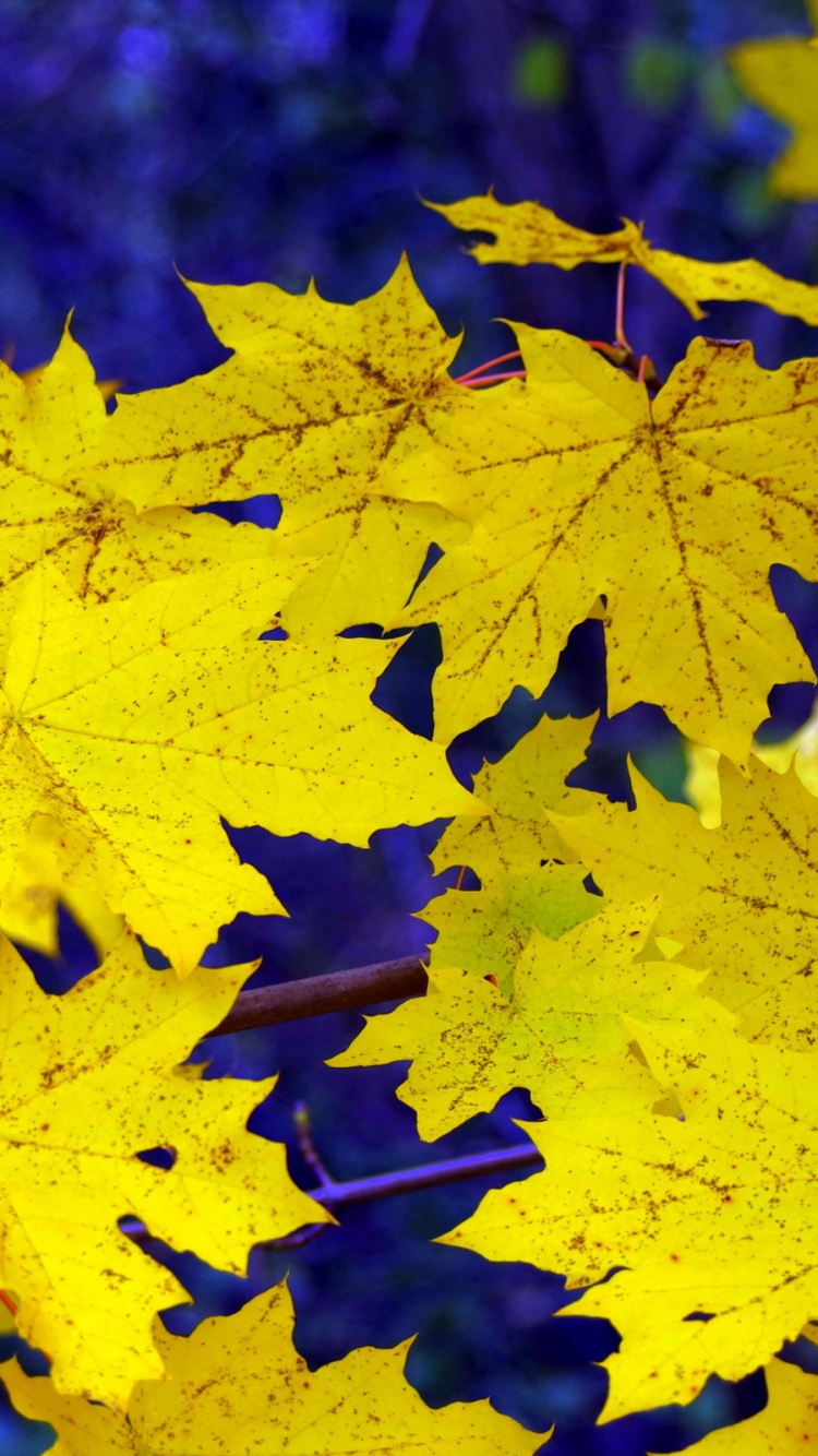 Обои лист, дерево, желтый, кленовый лист, листопадные в разрешении 750x1334