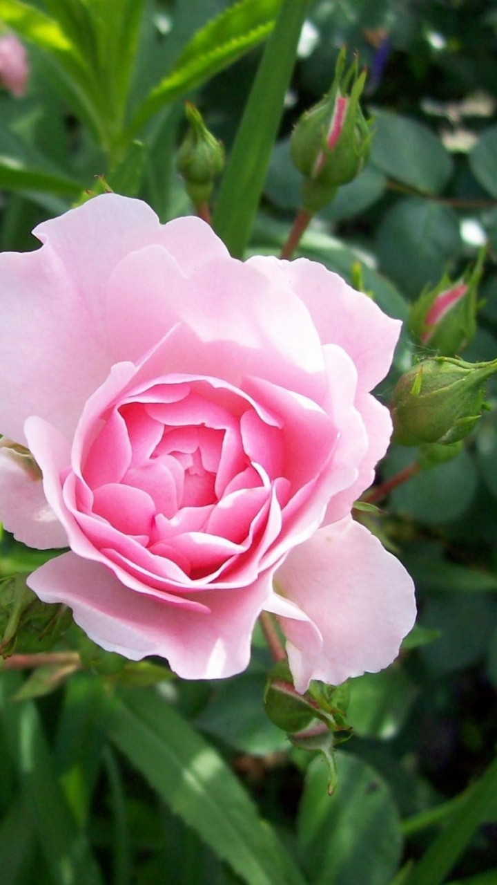 Обои розовый, цветковое растение, растение, семья Роуз, флорибунда в разрешении 720x1280