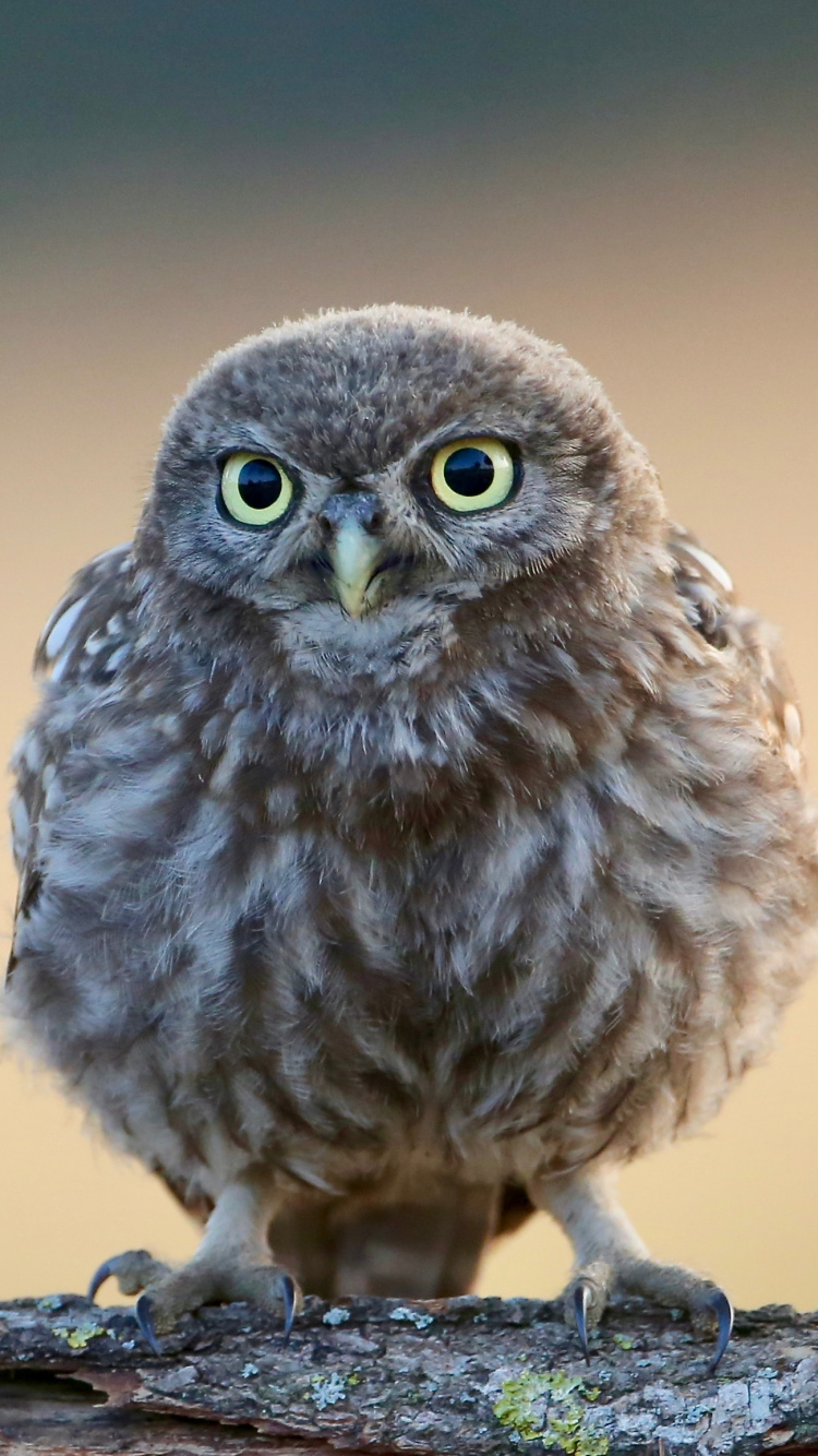 Обои Сыч, сова, птица, хищная птица, клюв в разрешении 750x1334