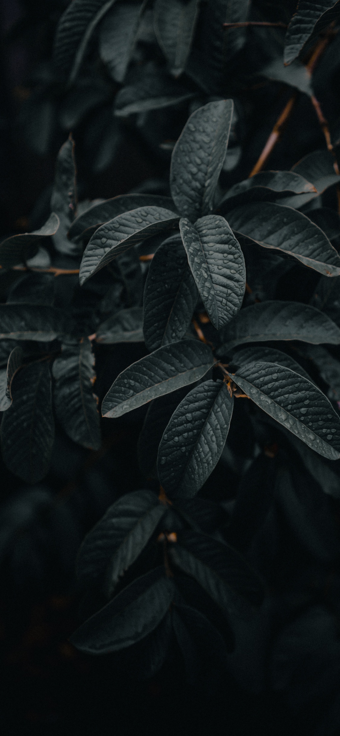 Обои адаптация, прут, зеленый, лист, ботаники в разрешении 1125x2436