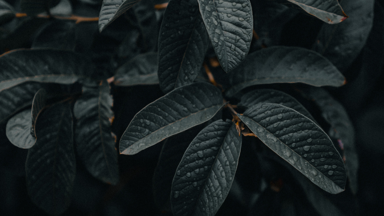 Обои адаптация, прут, зеленый, лист, ботаники в разрешении 1280x720