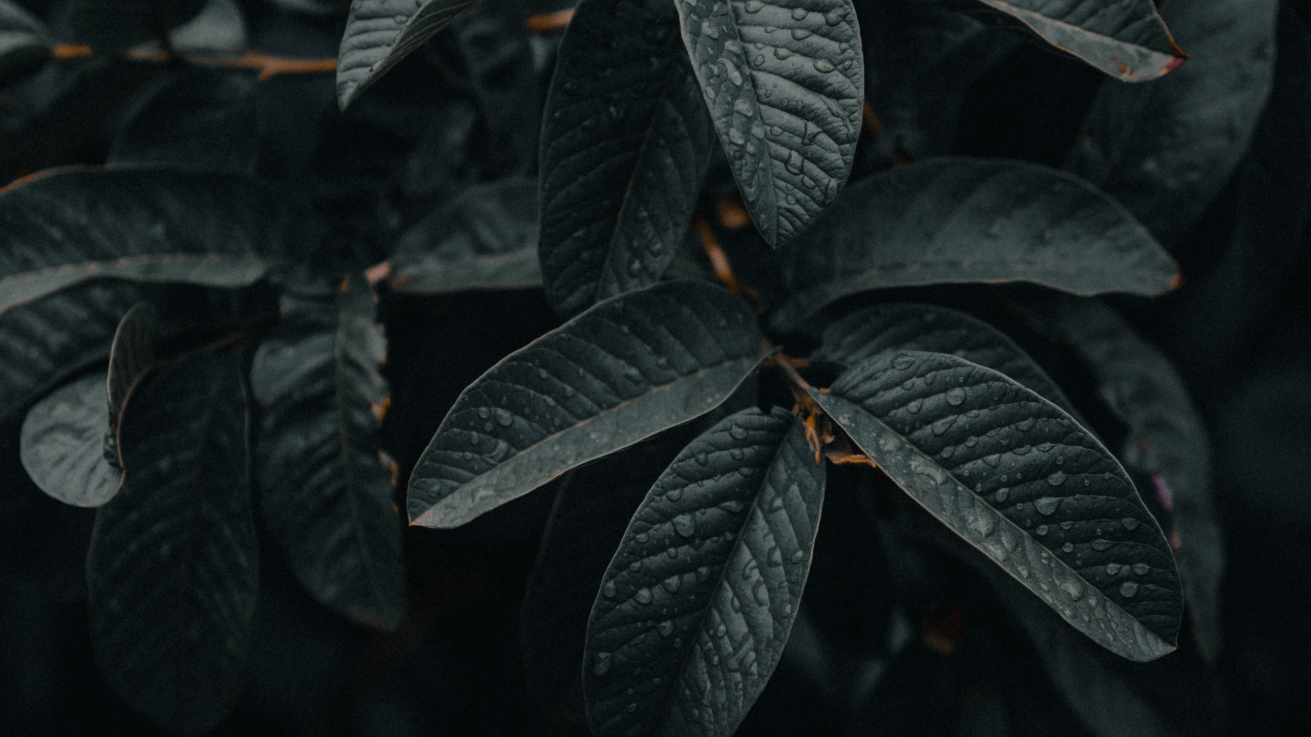 Обои адаптация, прут, зеленый, лист, ботаники в разрешении 2560x1440