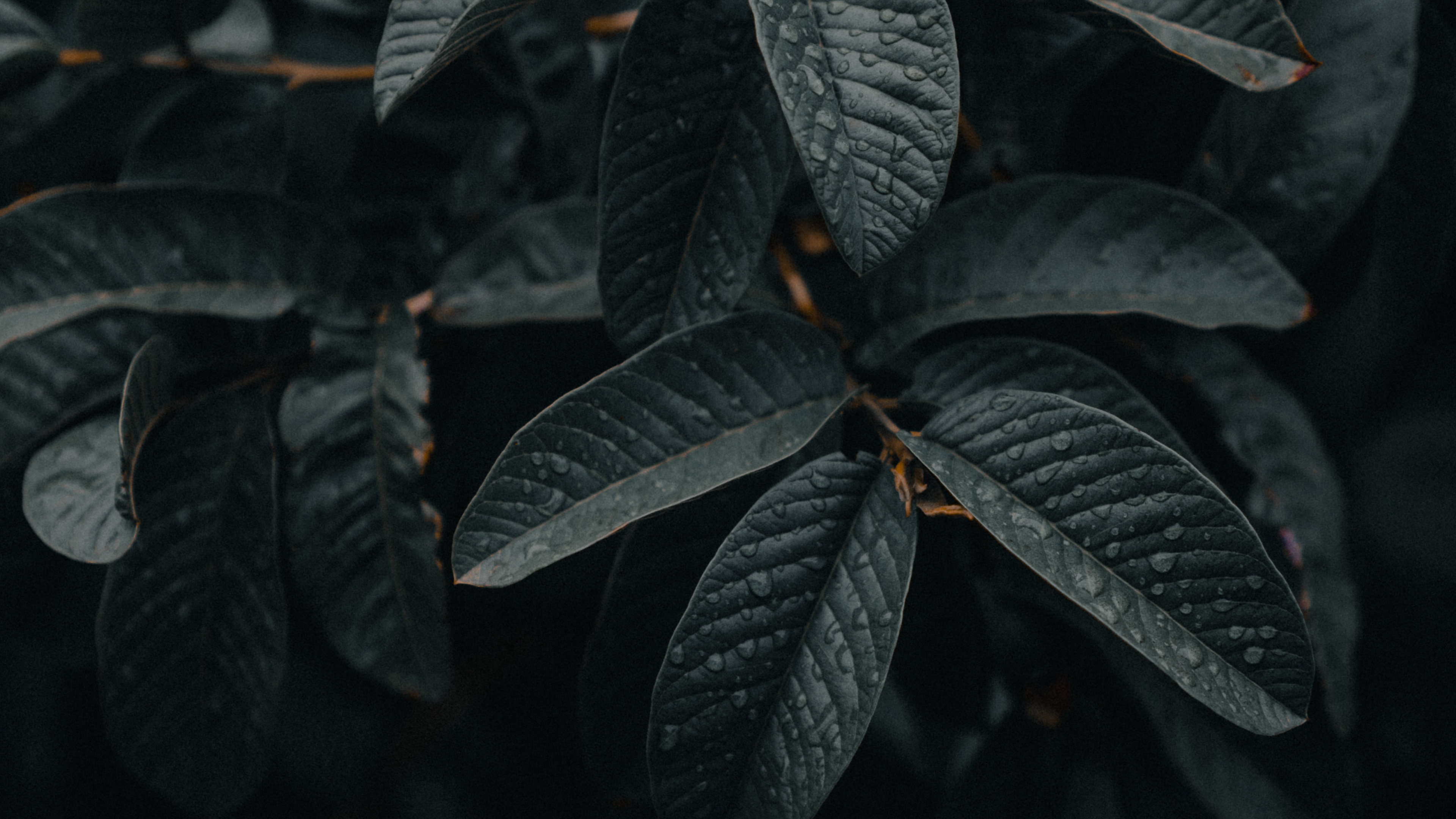 Обои адаптация, прут, зеленый, лист, ботаники в разрешении 3840x2160