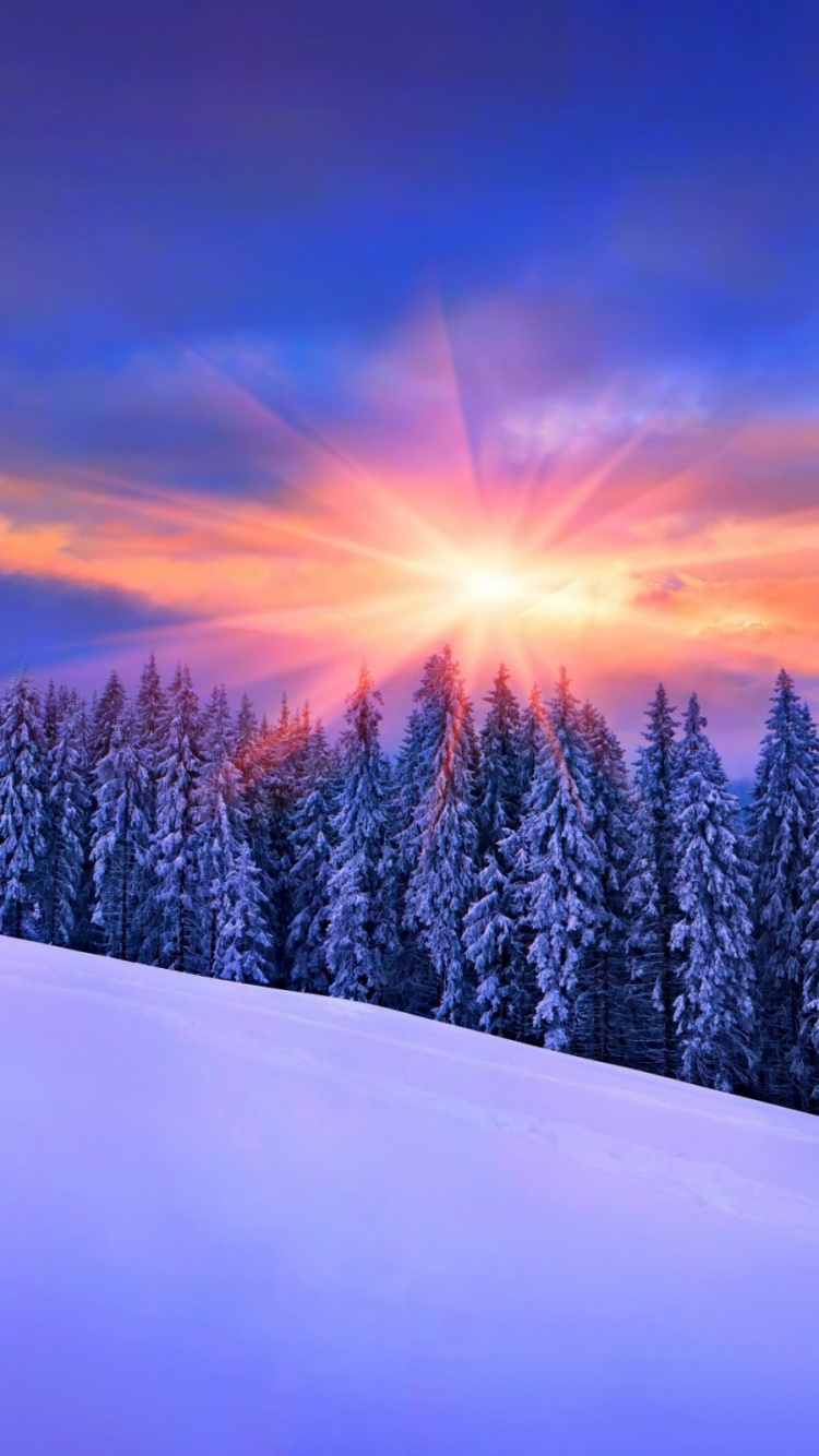 Обои зима, снег, природа, дерево, замораживание в разрешении 750x1334