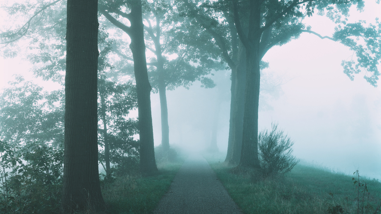 Обои дымка, природа, дерево, природный ландшафт, зеленый в разрешении 1280x720