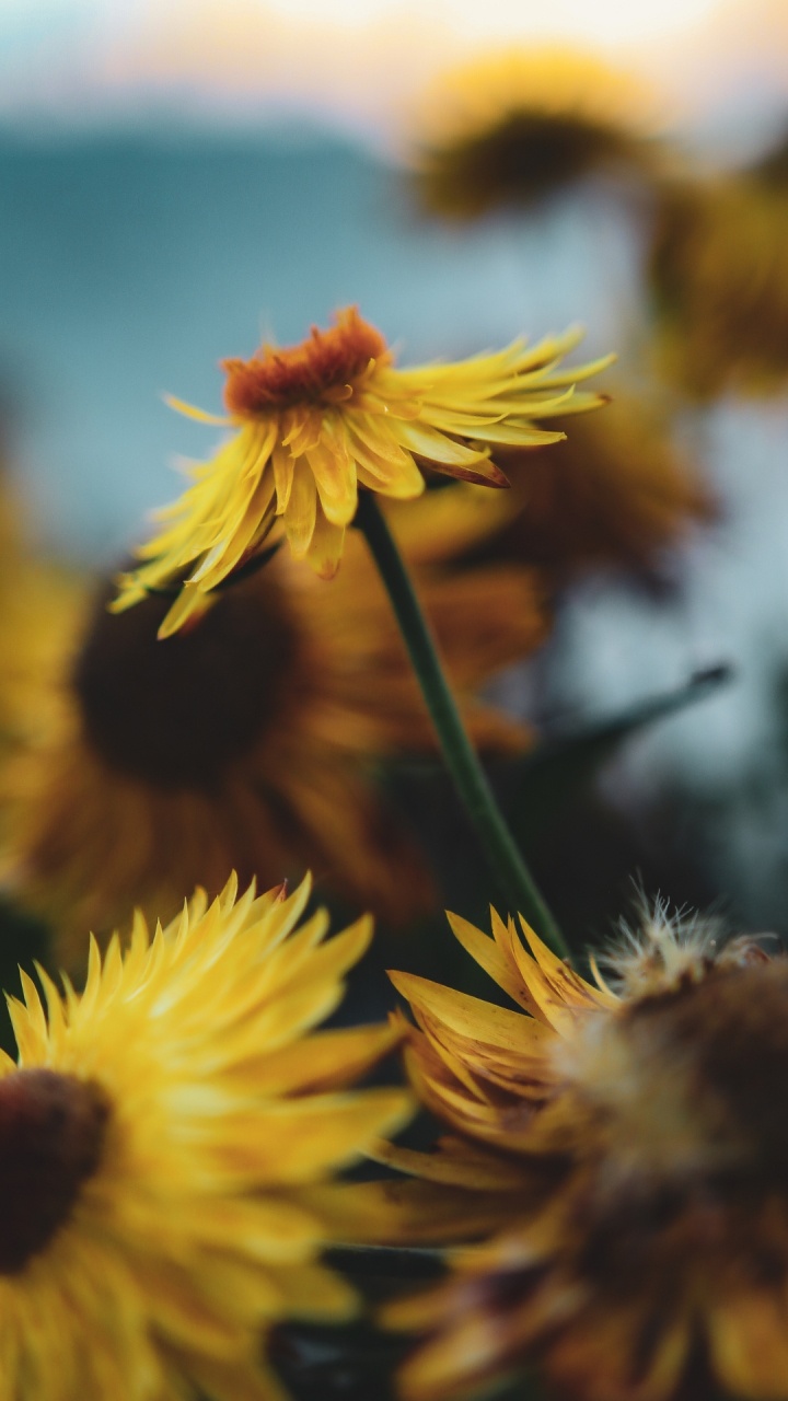 Обои цветок, растение, лепесток, цветковое растение, однолетнее растение в разрешении 720x1280