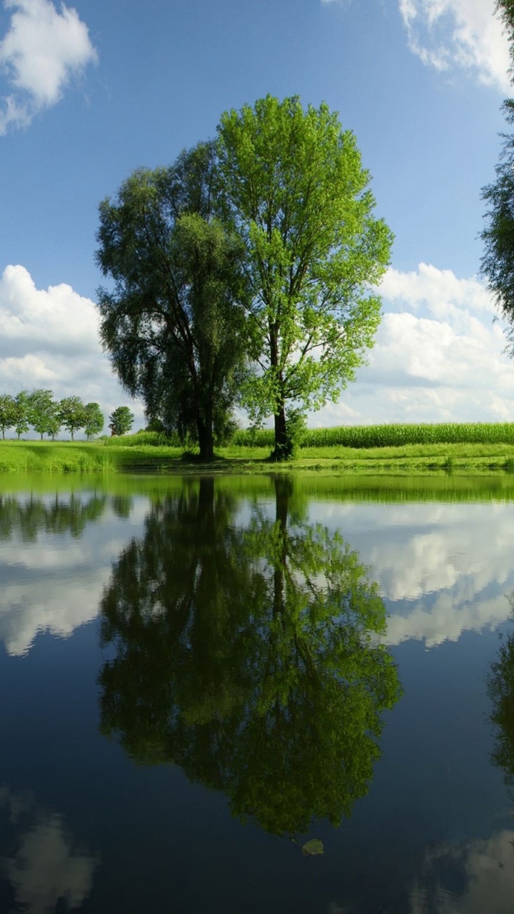 Обои дерево, отражение, природа, вода, зеленый в разрешении 720x1280