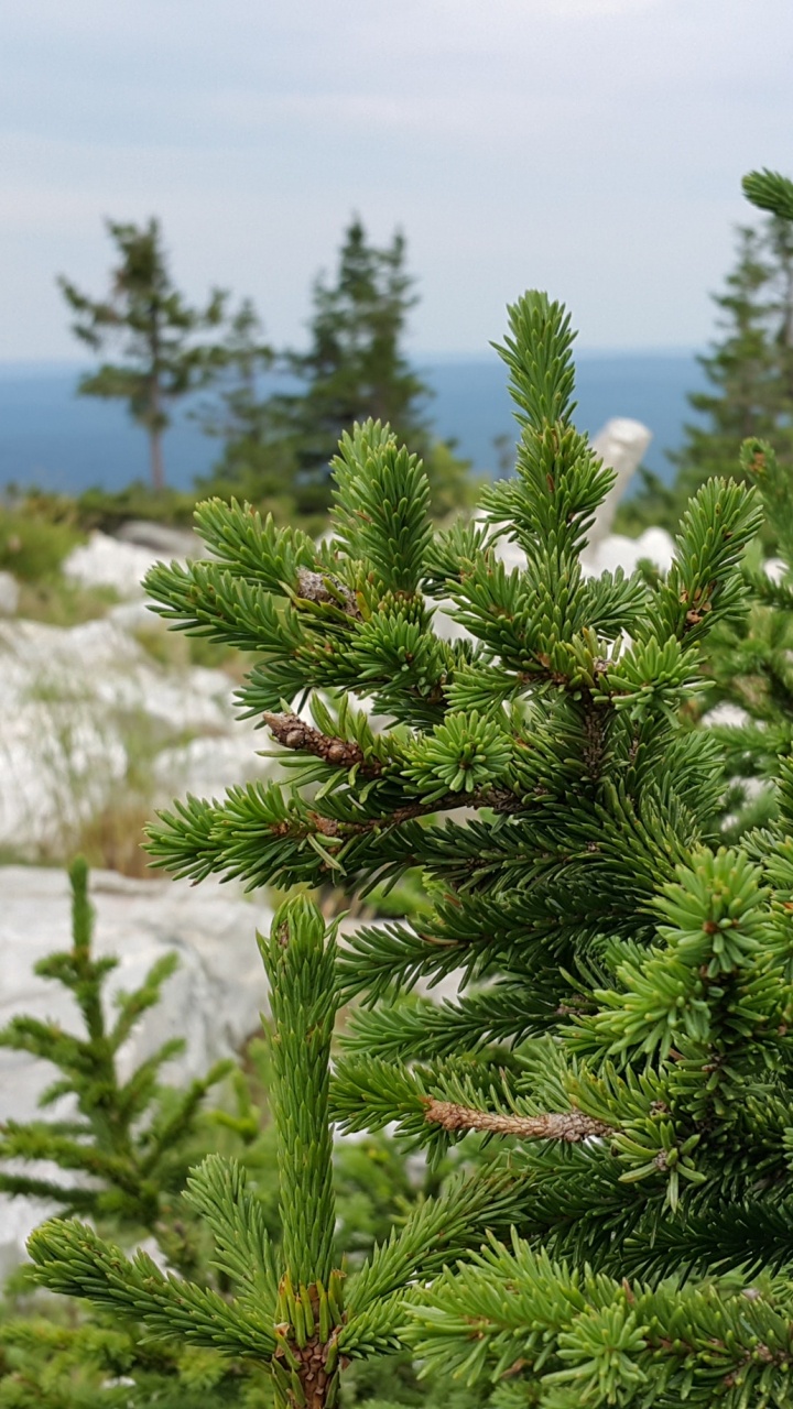 Обои растительность, сосна, пихта, лиственница, вечнозеленое растение в разрешении 720x1280