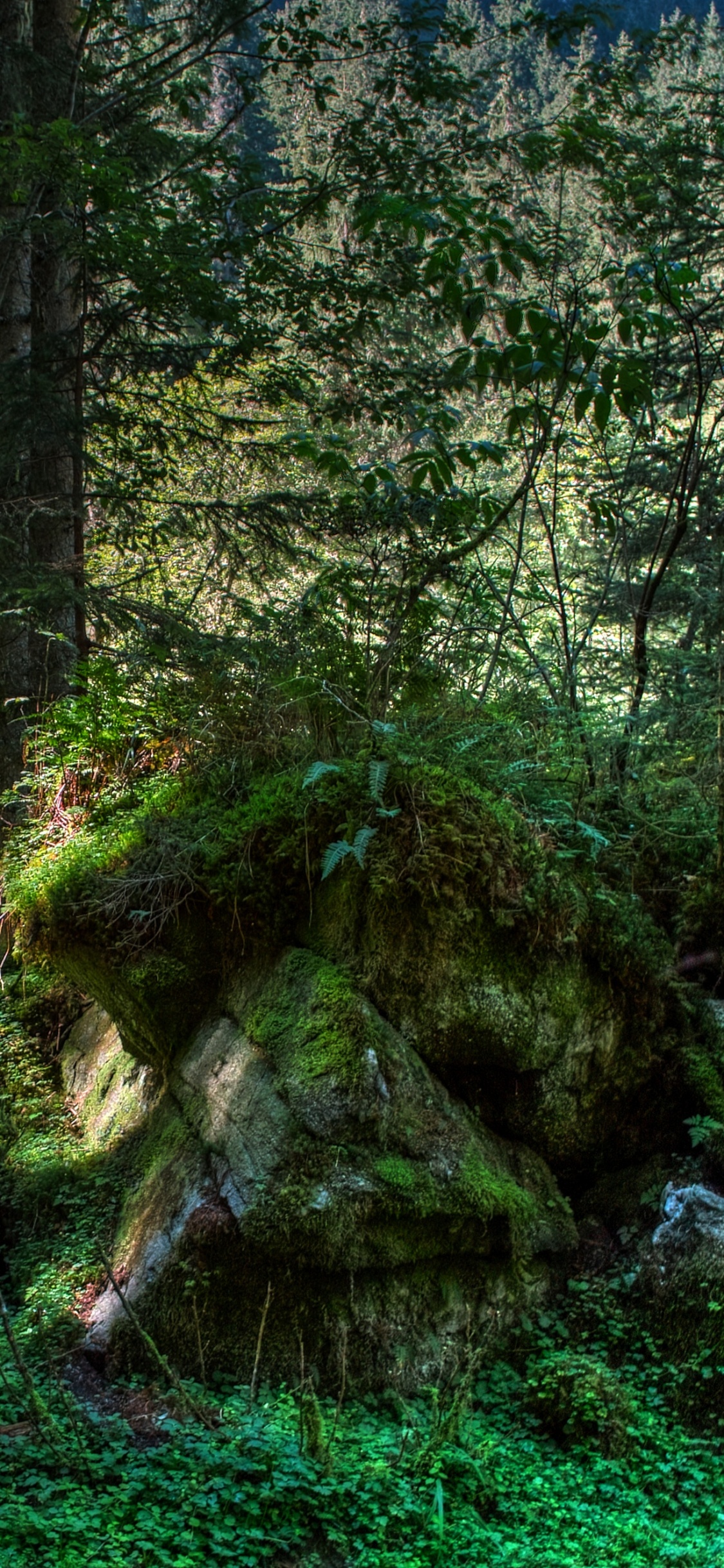 Обои лес, дерево, природа, растительность, лесистая местность в разрешении 1125x2436