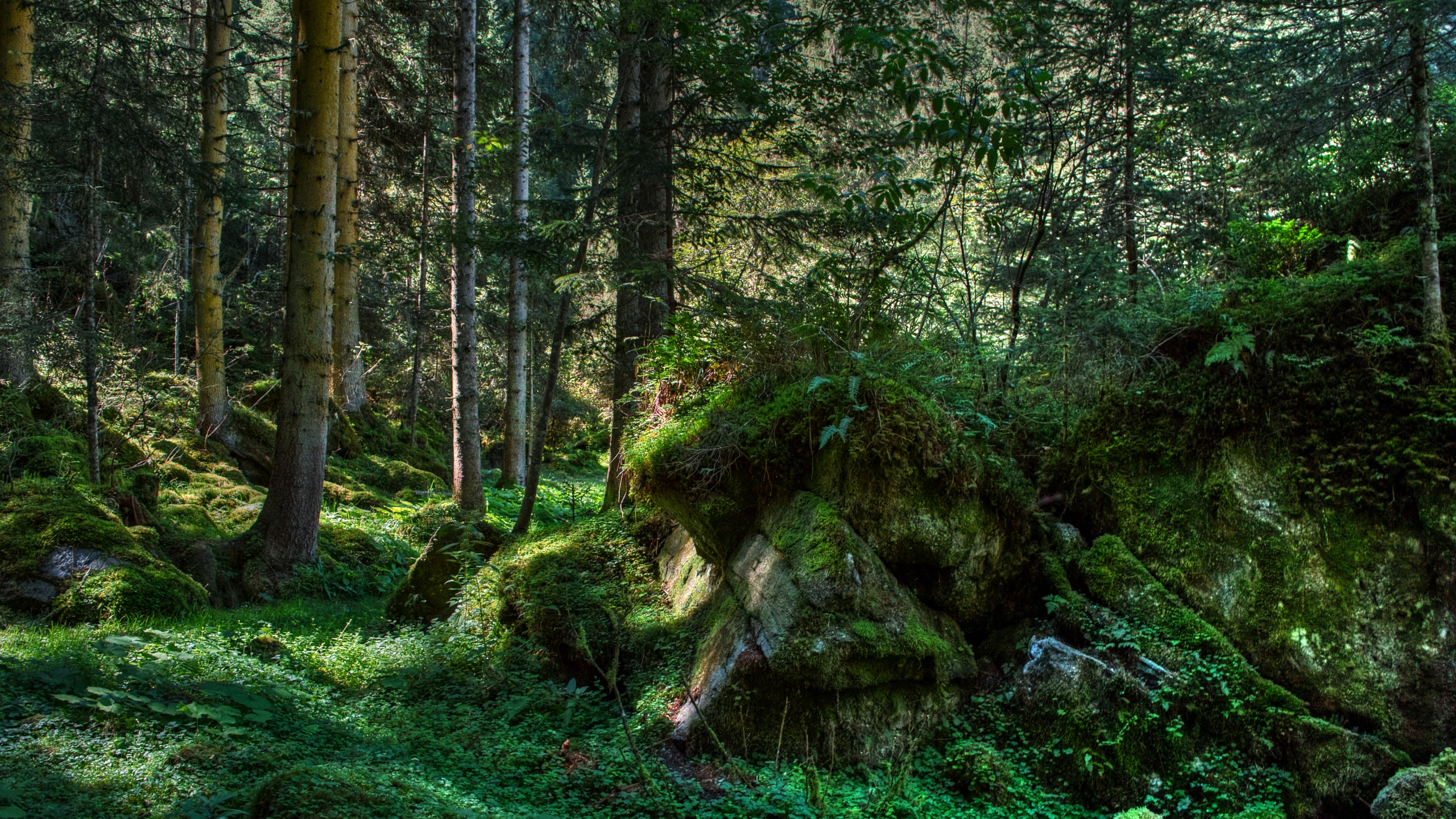 Обои лес, дерево, природа, растительность, лесистая местность в разрешении 2560x1440