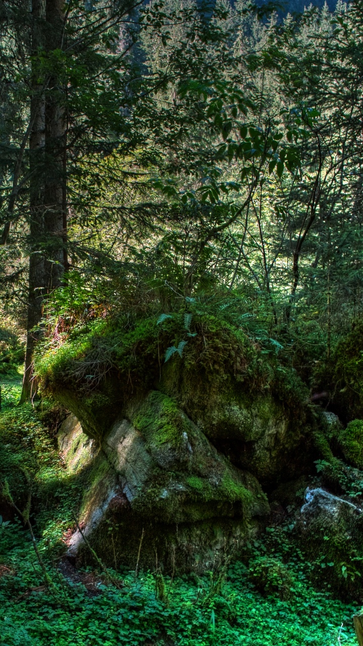 Обои лес, дерево, природа, растительность, лесистая местность в разрешении 720x1280