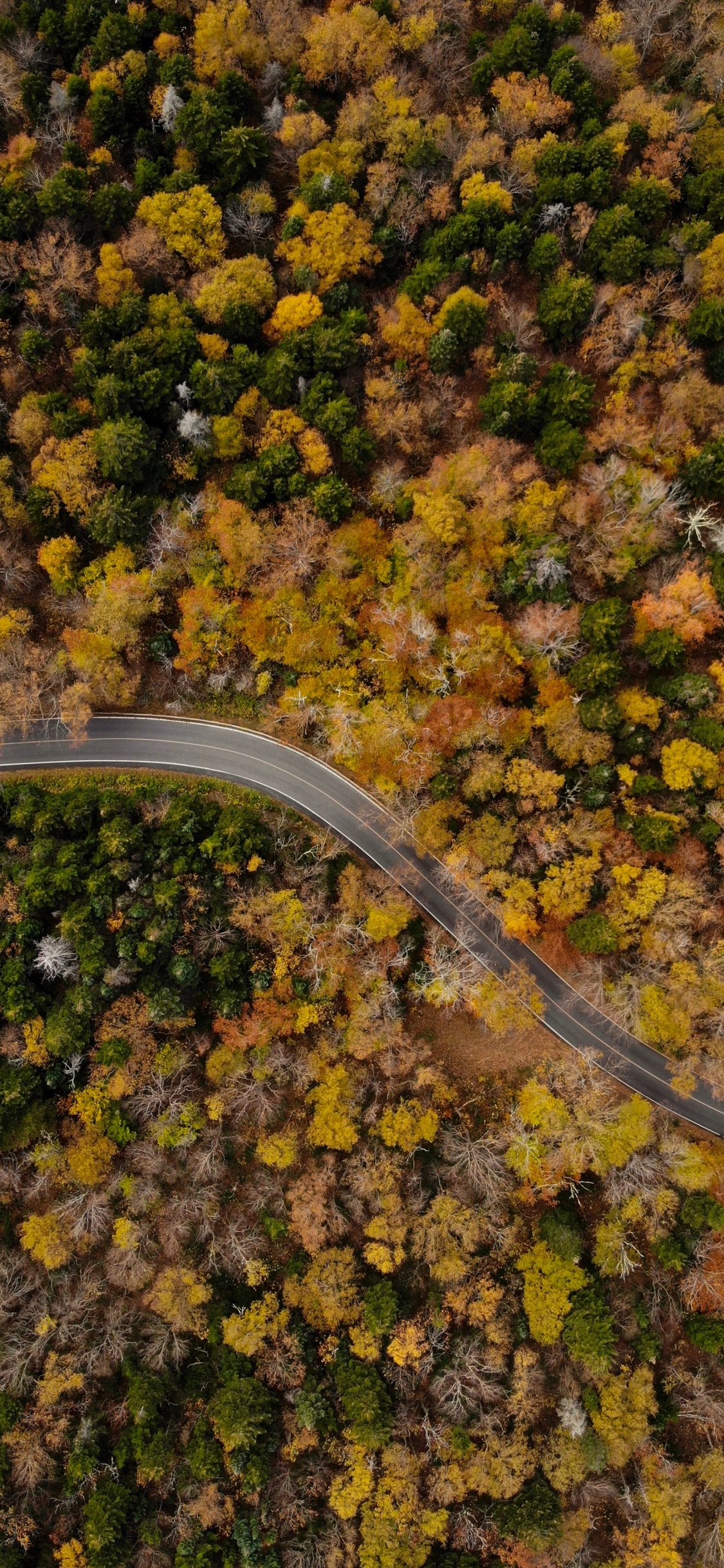 Обои осень, лист, растение, дерево, почва в разрешении 1125x2436