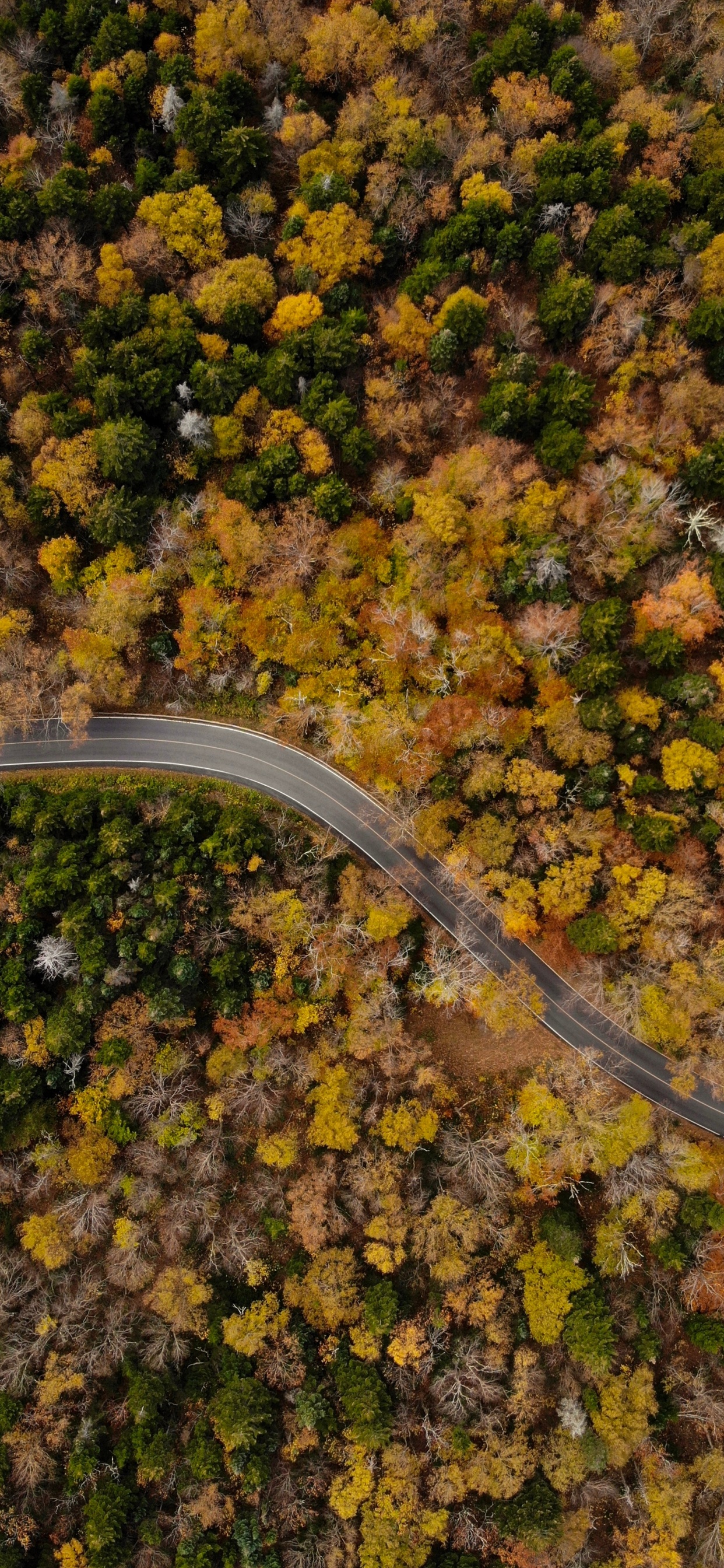 Обои осень, лист, растение, дерево, почва в разрешении 1242x2688