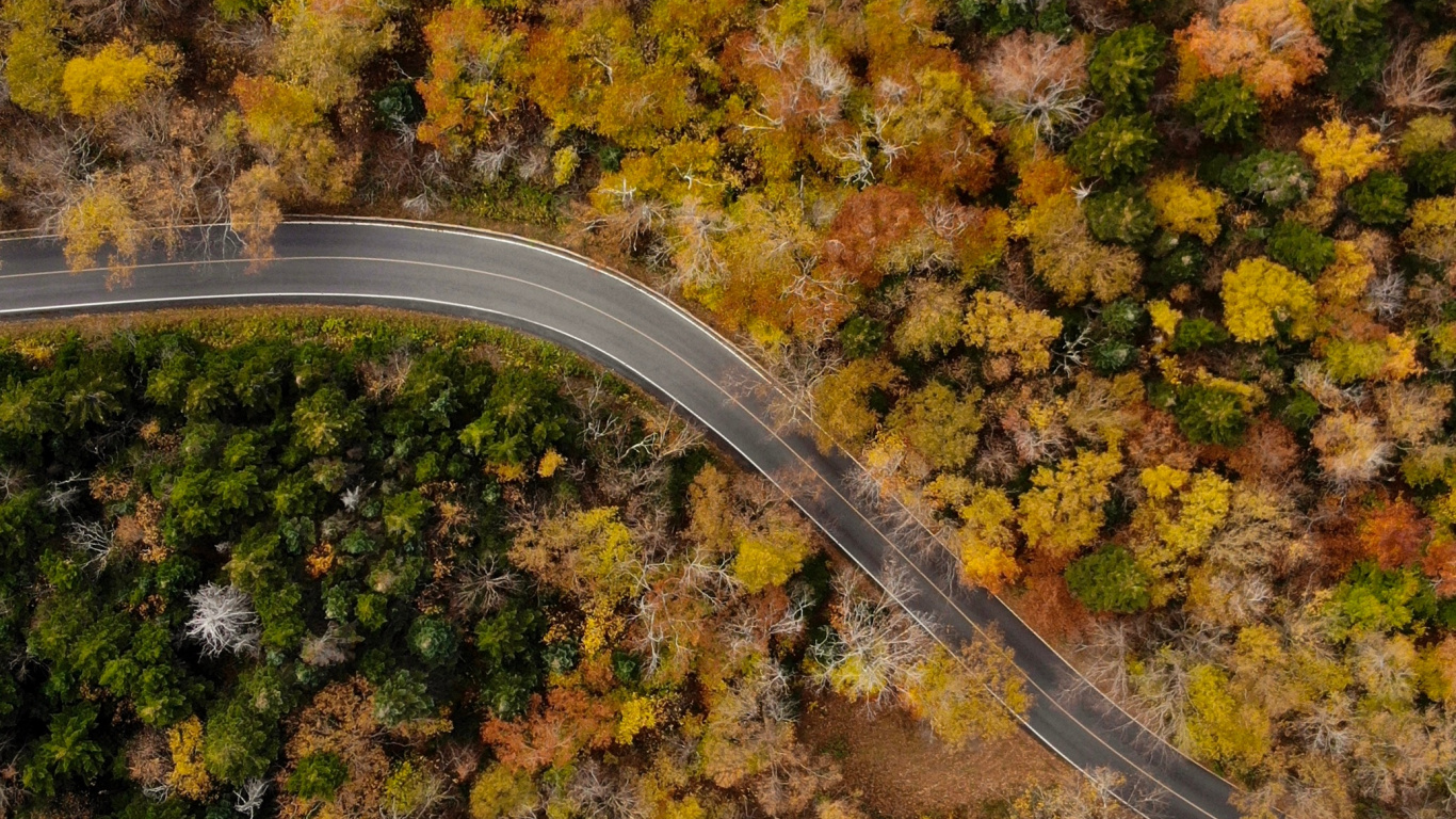 Обои осень, лист, растение, дерево, почва в разрешении 1366x768