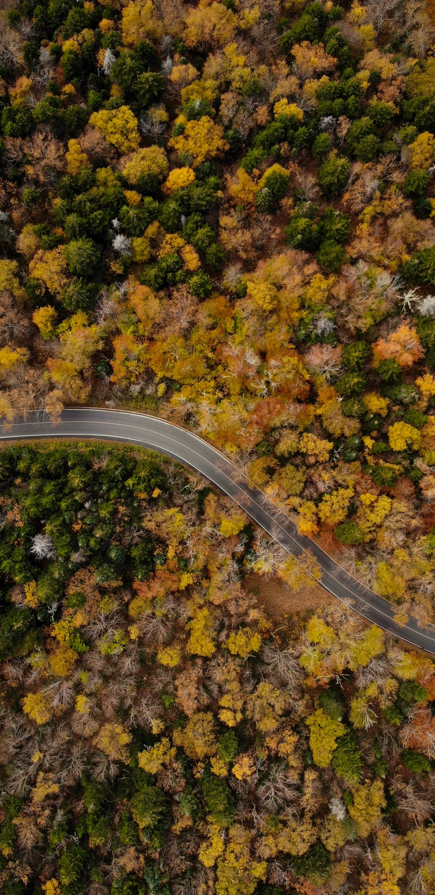 Обои осень, лист, растение, дерево, почва в разрешении 1440x2960