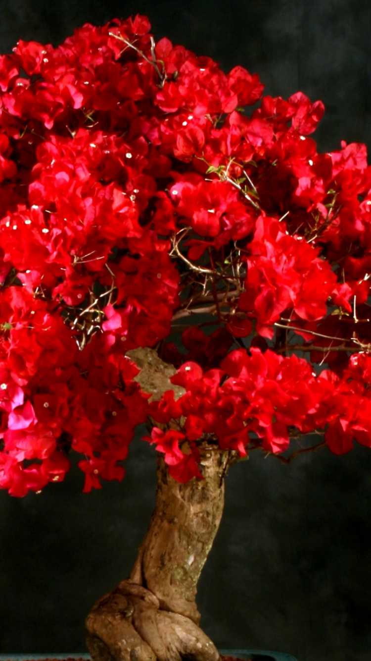 Обои бонсай, цветковое растение, дерево, красный цвет, комнатное растение в разрешении 750x1334
