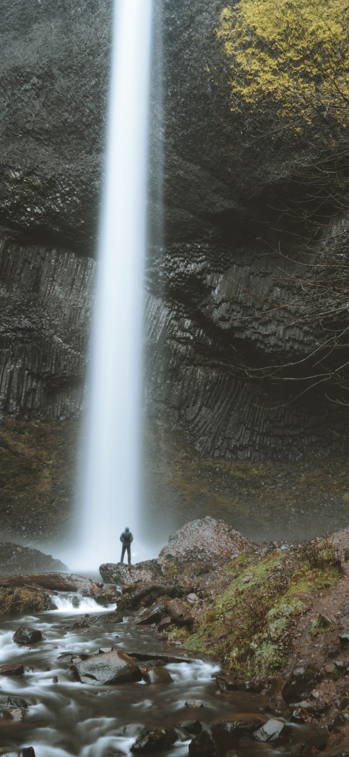 Обои природный заповедник, водные элементы, вода, Орегон, старовозрастные леса в разрешении 1125x2436