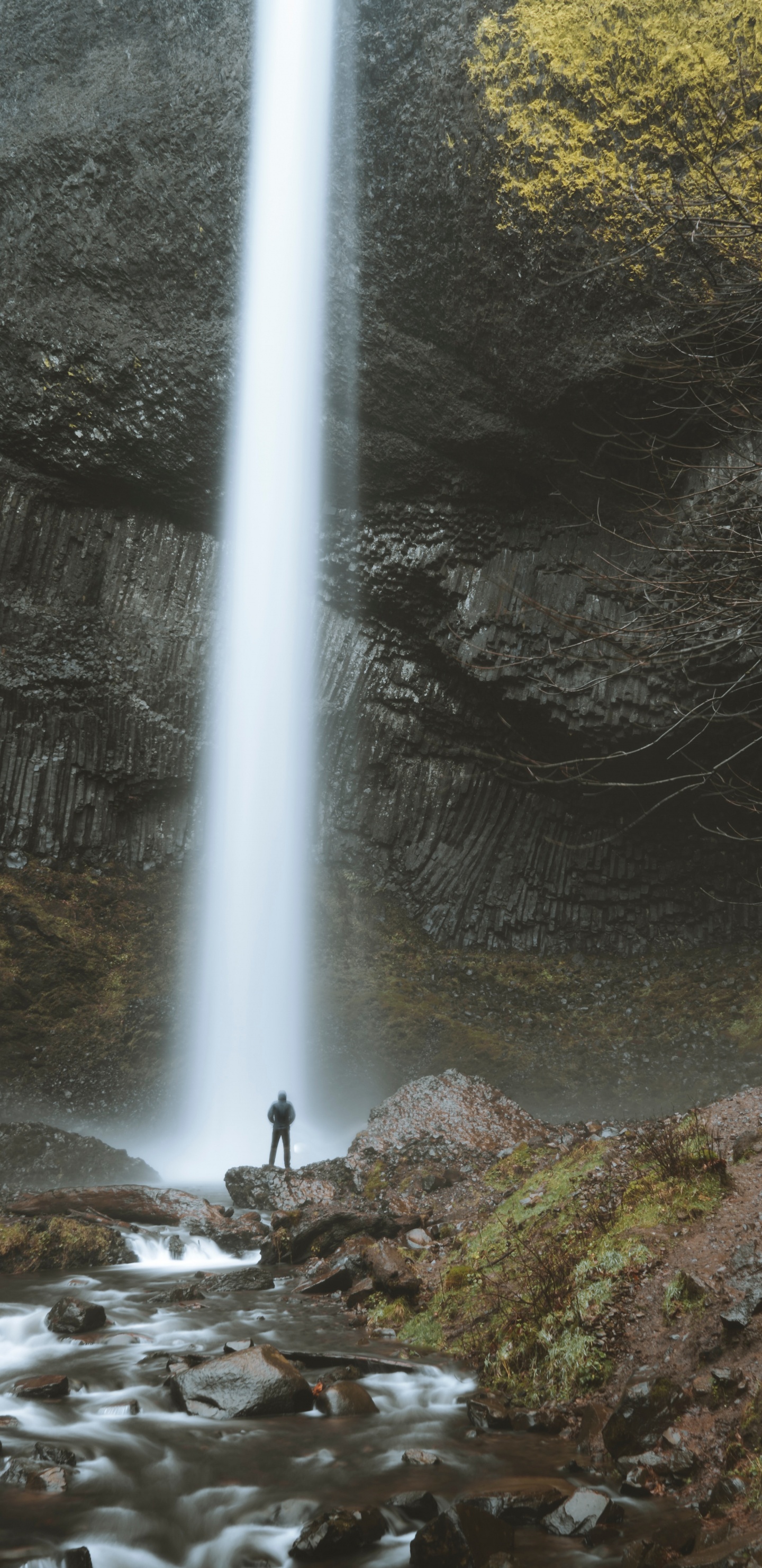 Обои природный заповедник, водные элементы, вода, Орегон, старовозрастные леса в разрешении 1440x2960