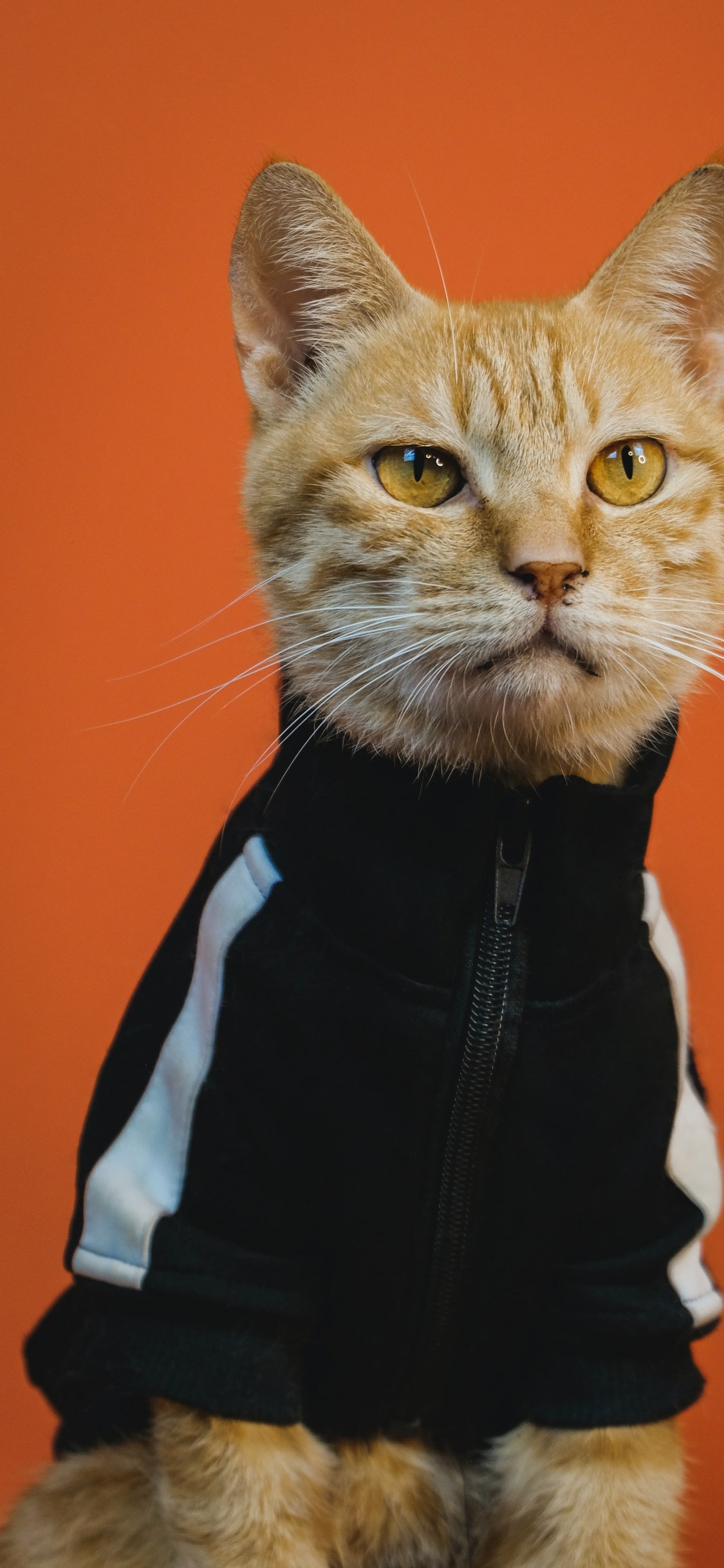 Обои триповый кот арт, кот, арт, постер, живопись в разрешении 1125x2436