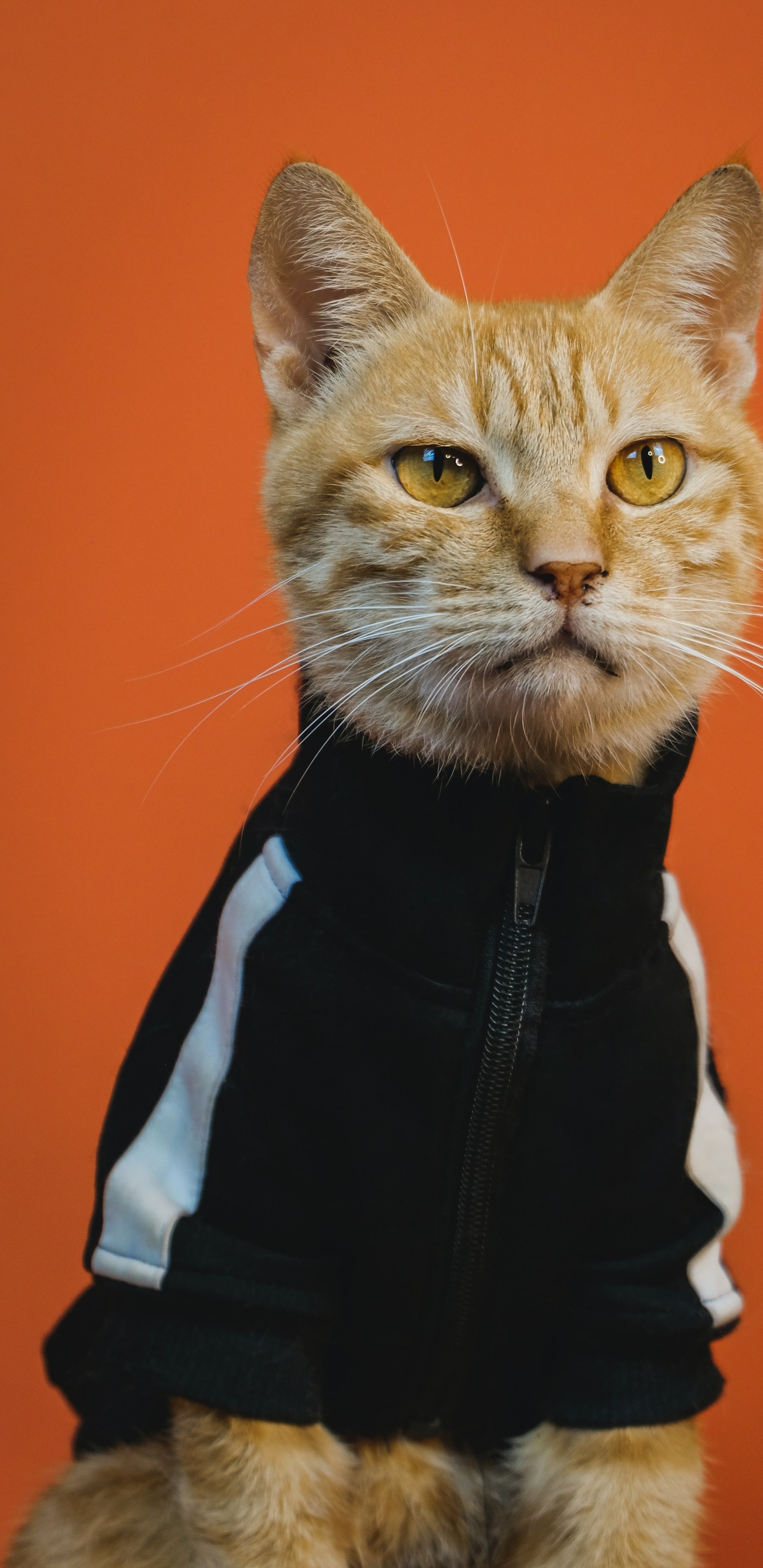 Обои триповый кот арт, кот, арт, постер, живопись в разрешении 1440x2960