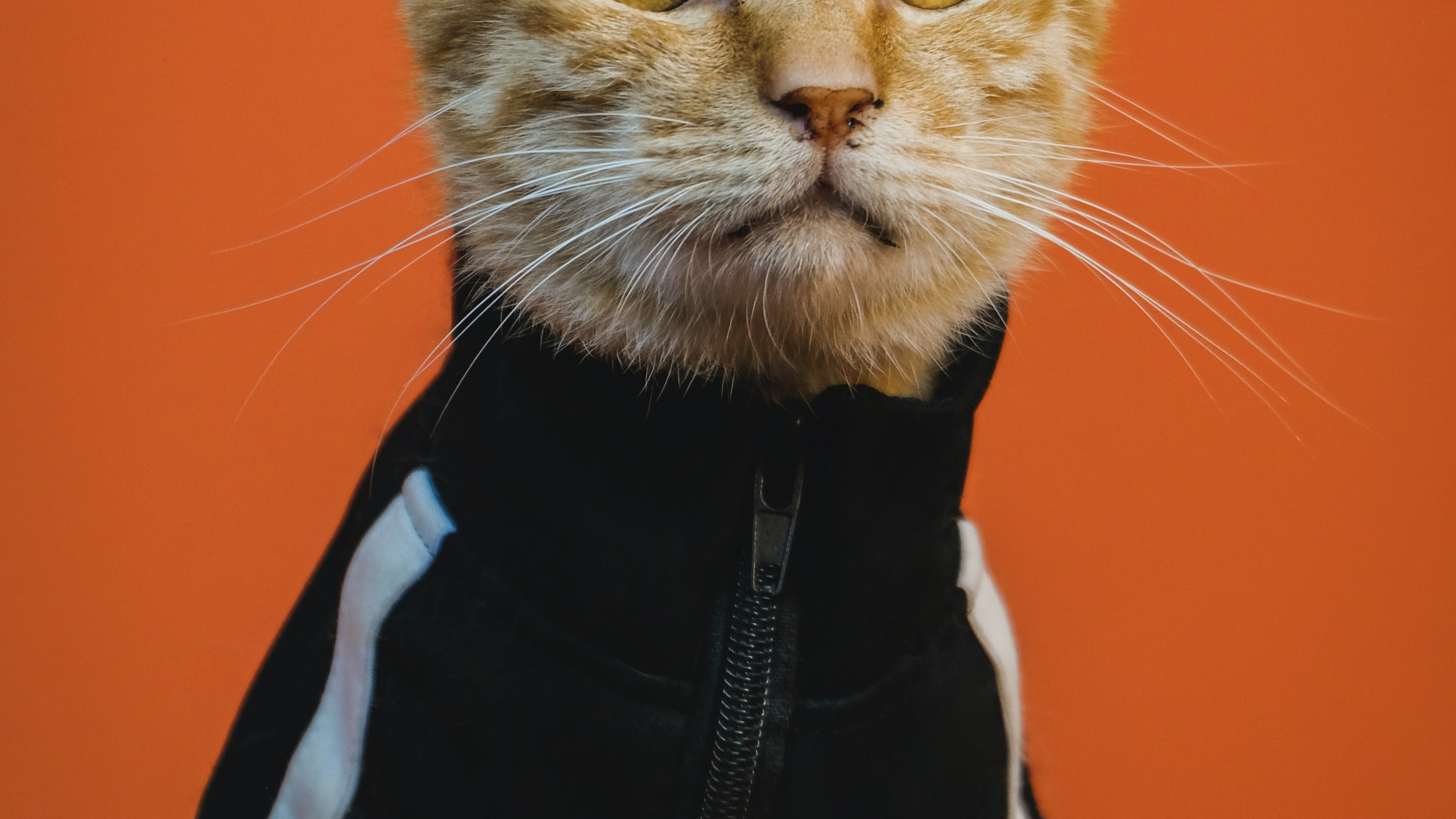 Обои триповый кот арт, кот, арт, постер, живопись в разрешении 2560x1440