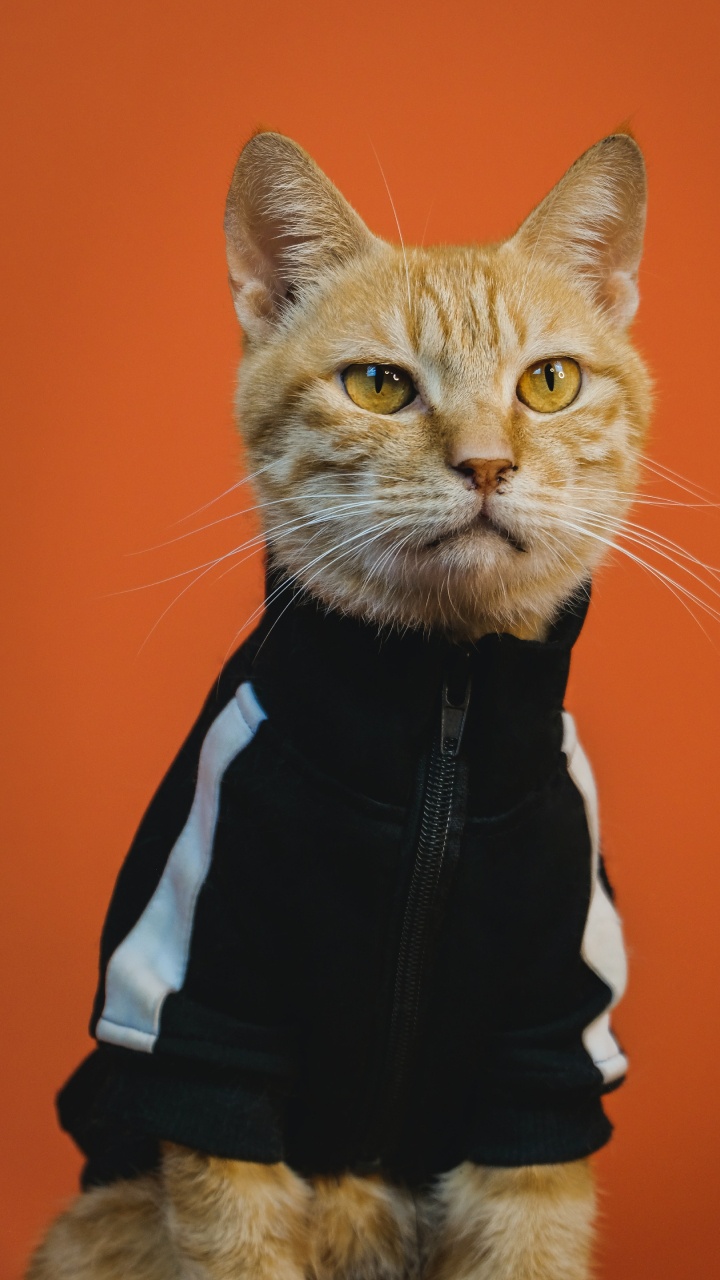 Обои триповый кот арт, кот, арт, постер, живопись в разрешении 720x1280