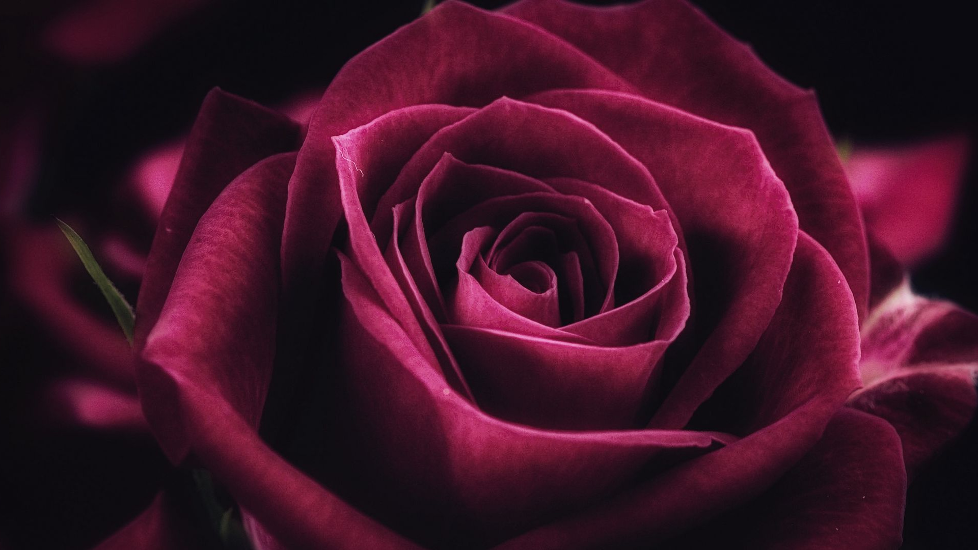 Обои Роза, сад роз, цветок, растение, лепесток в разрешении 1920x1080