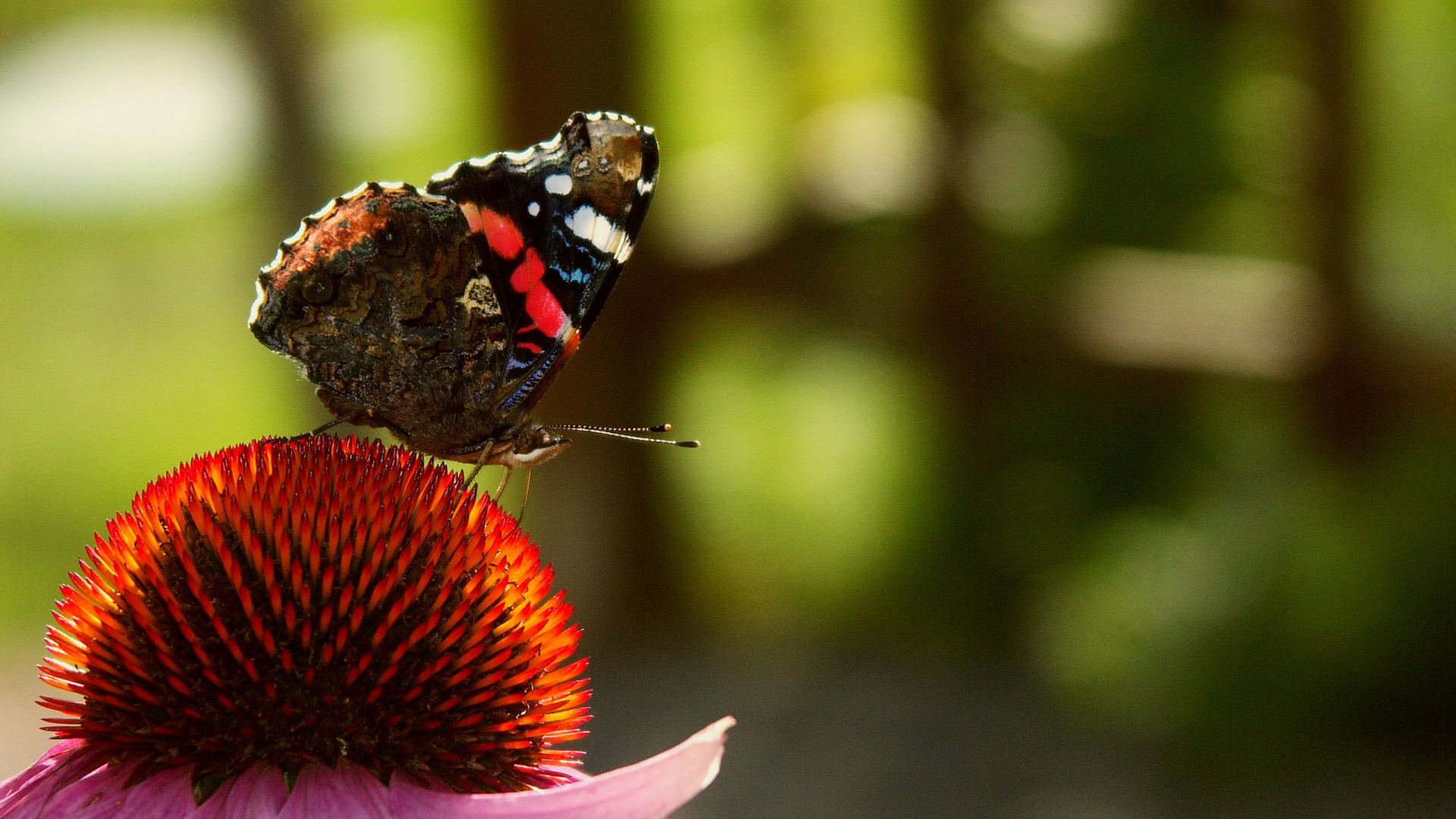 Обои насекомое, бабочка, беспозвоночных, мотыльки и бабочки, опылитель в разрешении 1920x1080