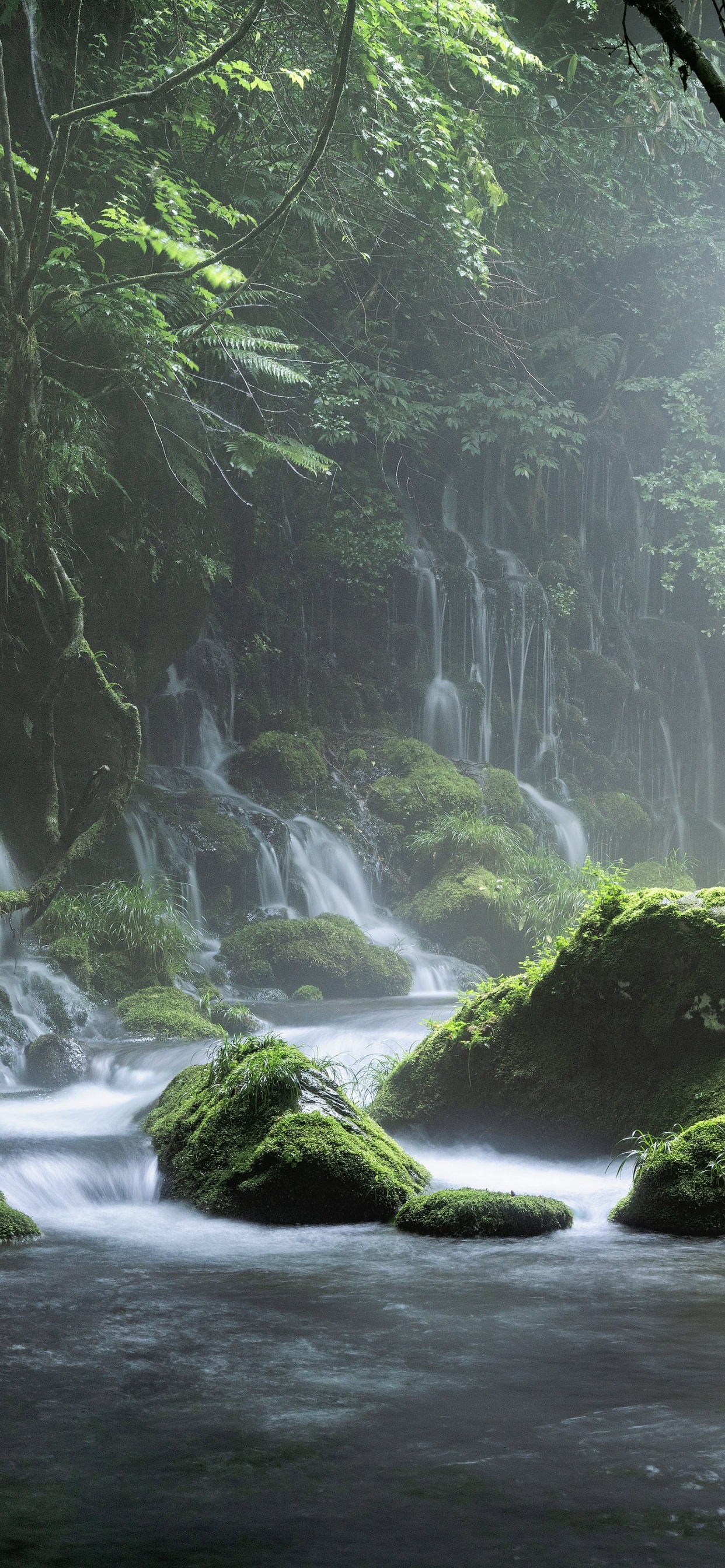 Обои вода, растение, гидроресурсы, экорегион, весна в разрешении 1242x2688