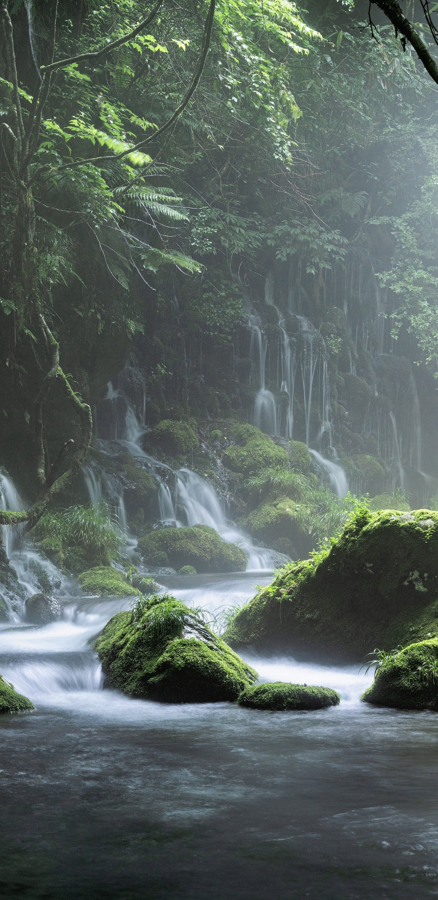 Обои вода, растение, гидроресурсы, экорегион, весна в разрешении 1440x2960
