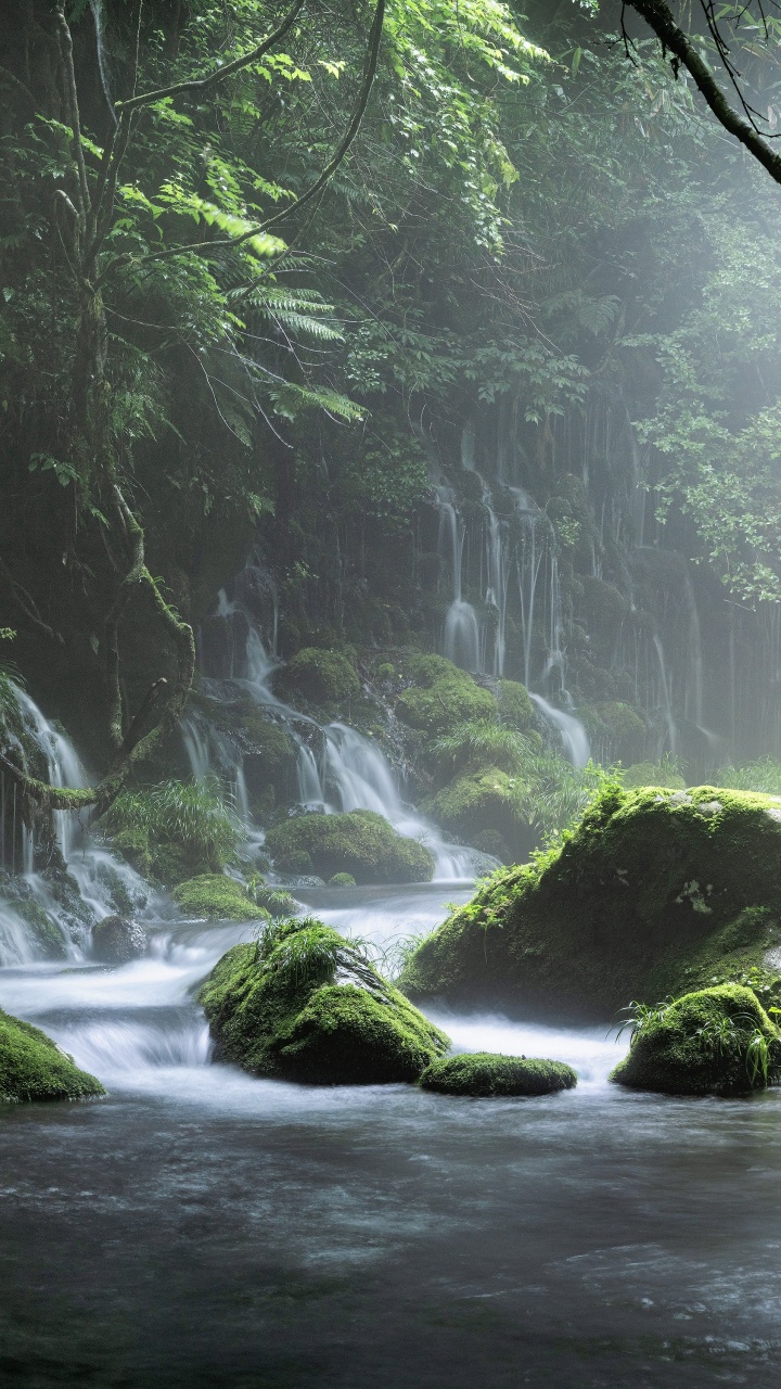 Обои вода, растение, гидроресурсы, экорегион, весна в разрешении 720x1280