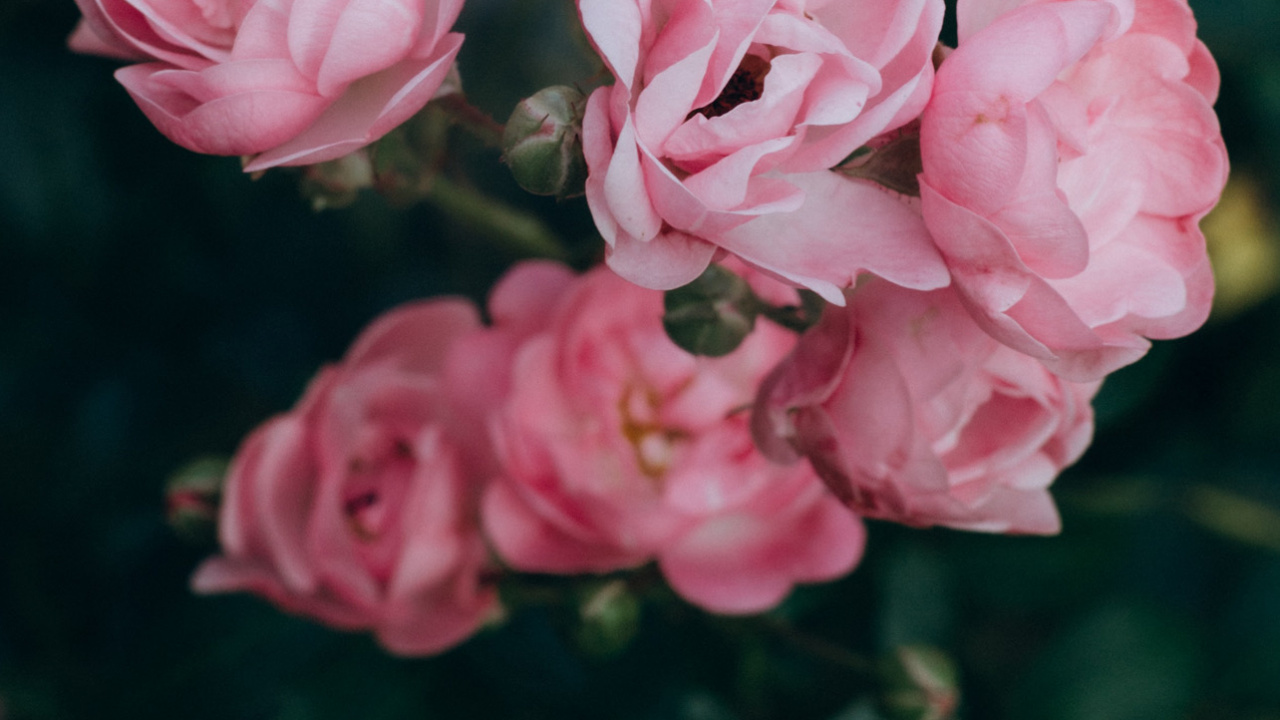 Обои сад роз, цветок, растение, лепесток, ботаники в разрешении 1280x720