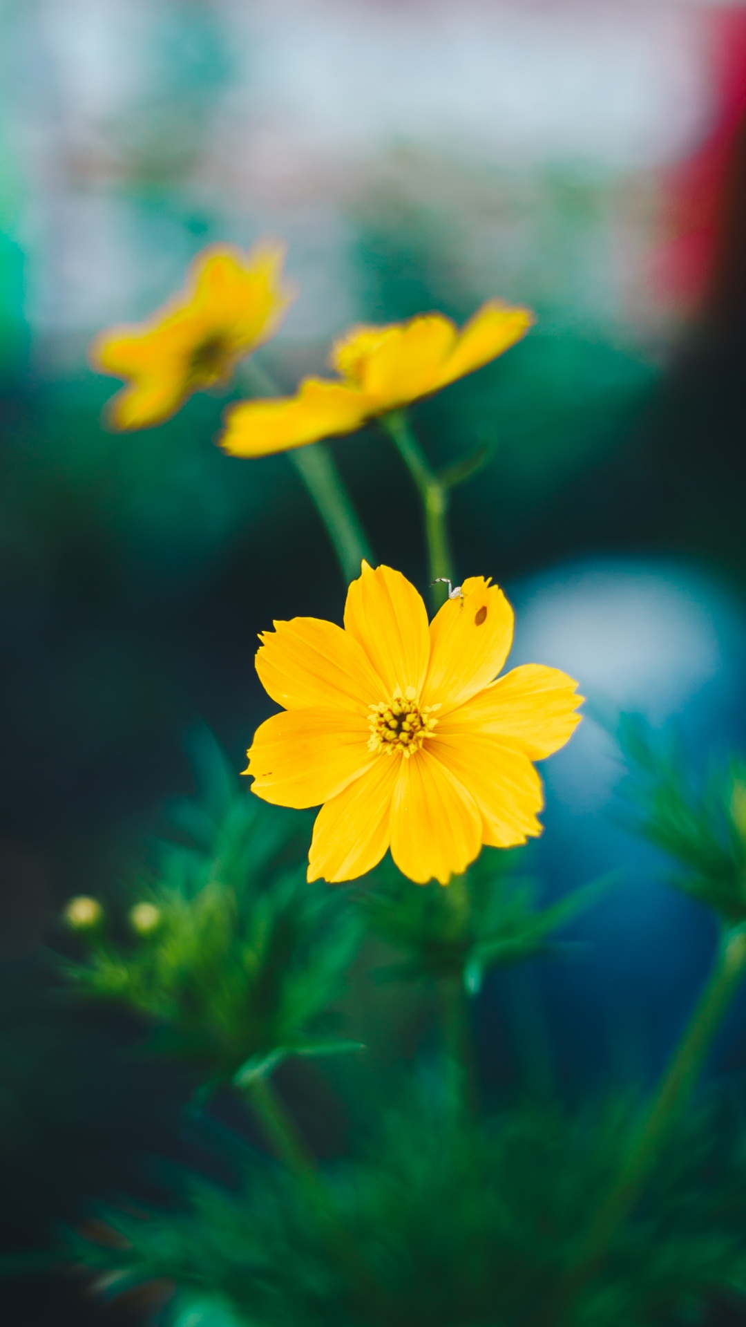 Обои цветок, желтый, лепесток, растение, полевой цветок в разрешении 1080x1920