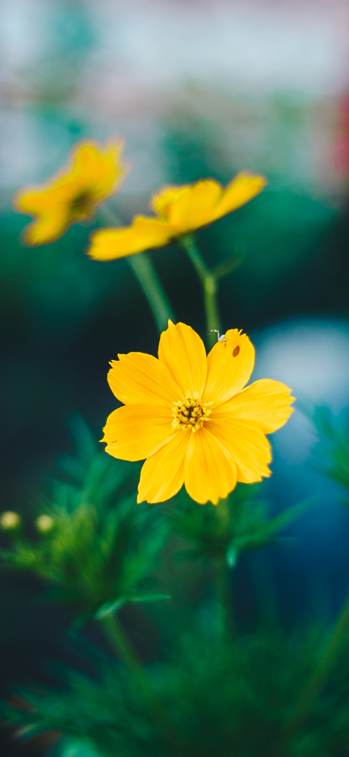 Обои цветок, желтый, лепесток, растение, полевой цветок в разрешении 1125x2436