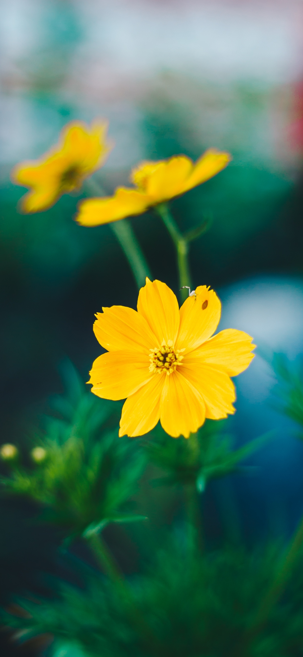 Обои цветок, желтый, лепесток, растение, полевой цветок в разрешении 1242x2688