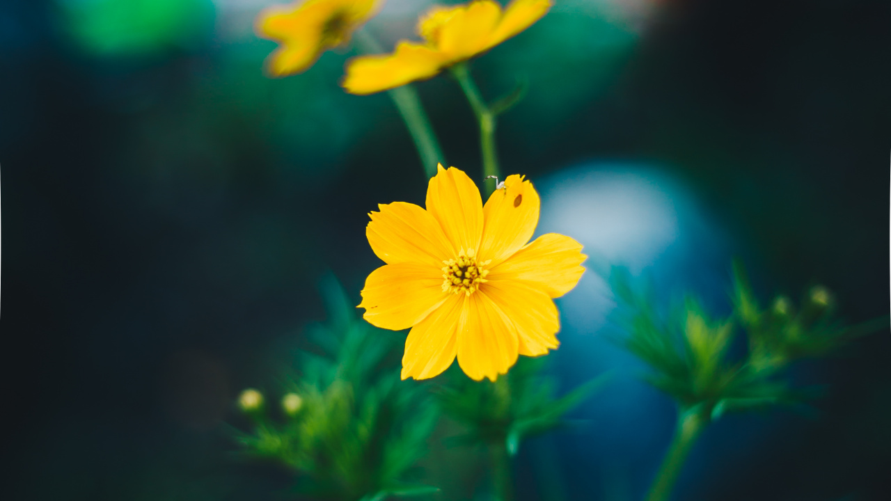 Обои цветок, желтый, лепесток, растение, полевой цветок в разрешении 1280x720